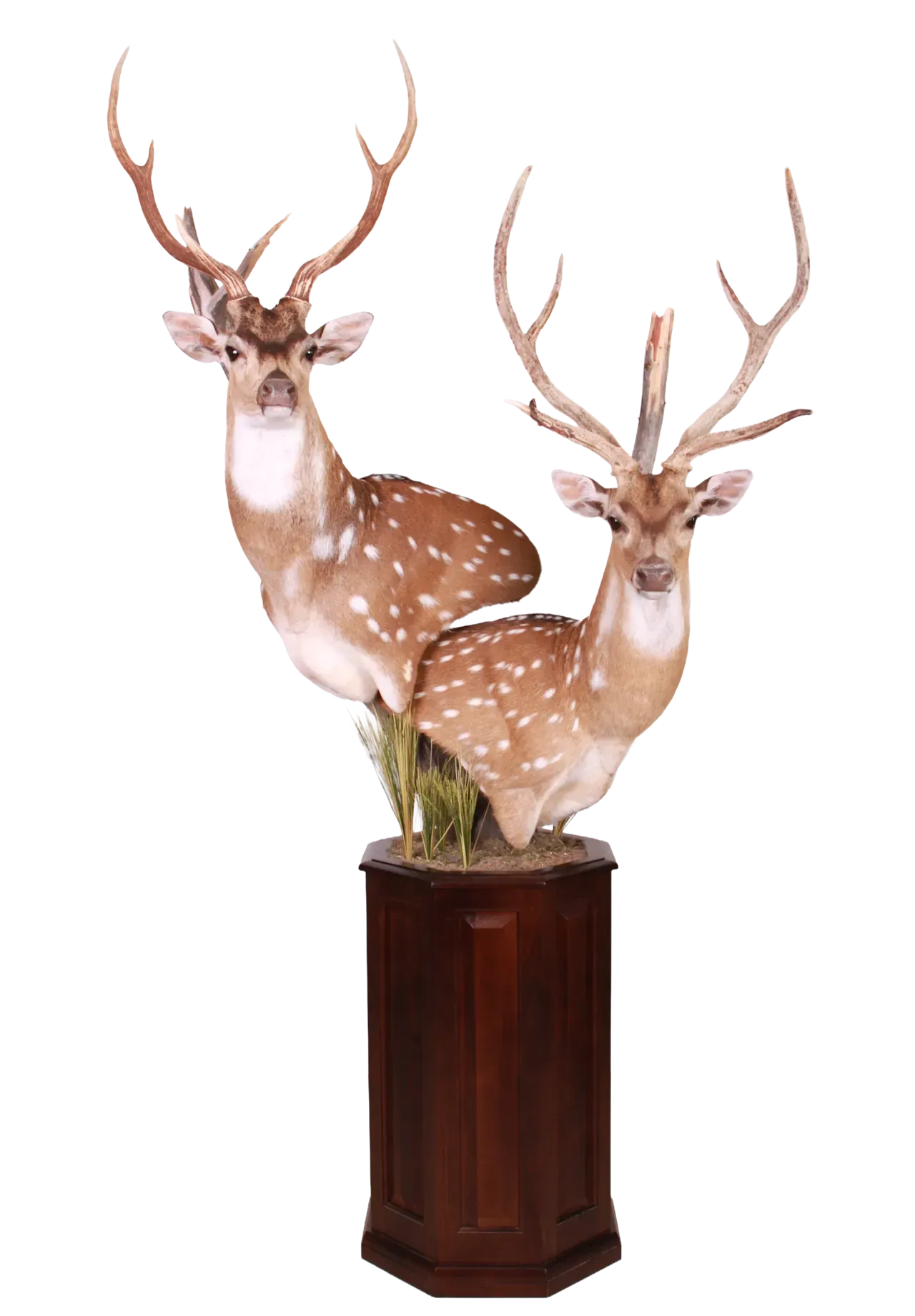 202606 Axis Deer Double Pedestal Mount