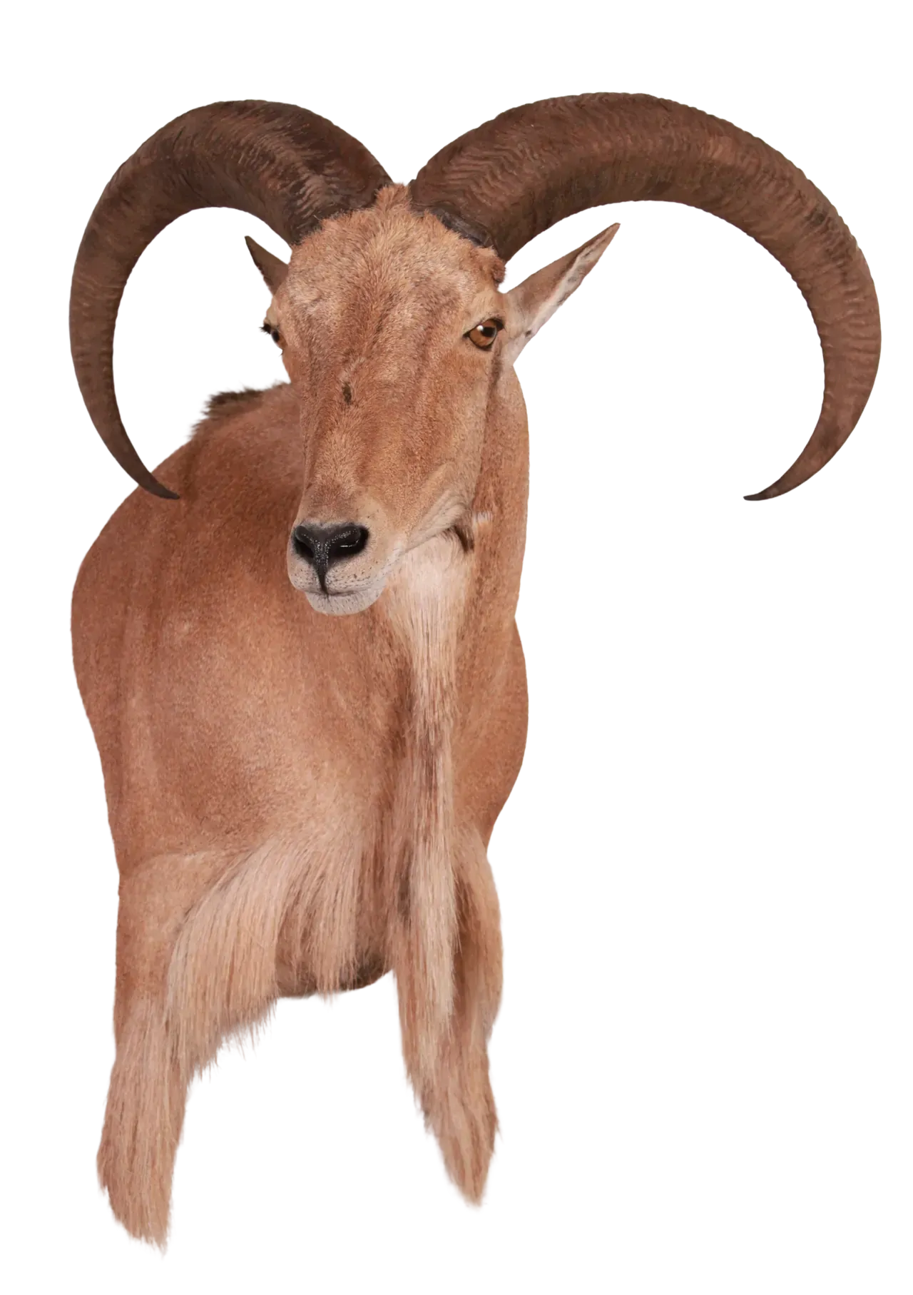 202606 Barbary Sheep Wall Shoulder Mount