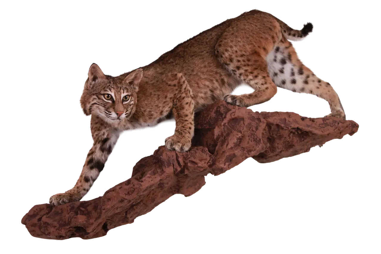 202606 Bobcat Full Body Wall Mount
