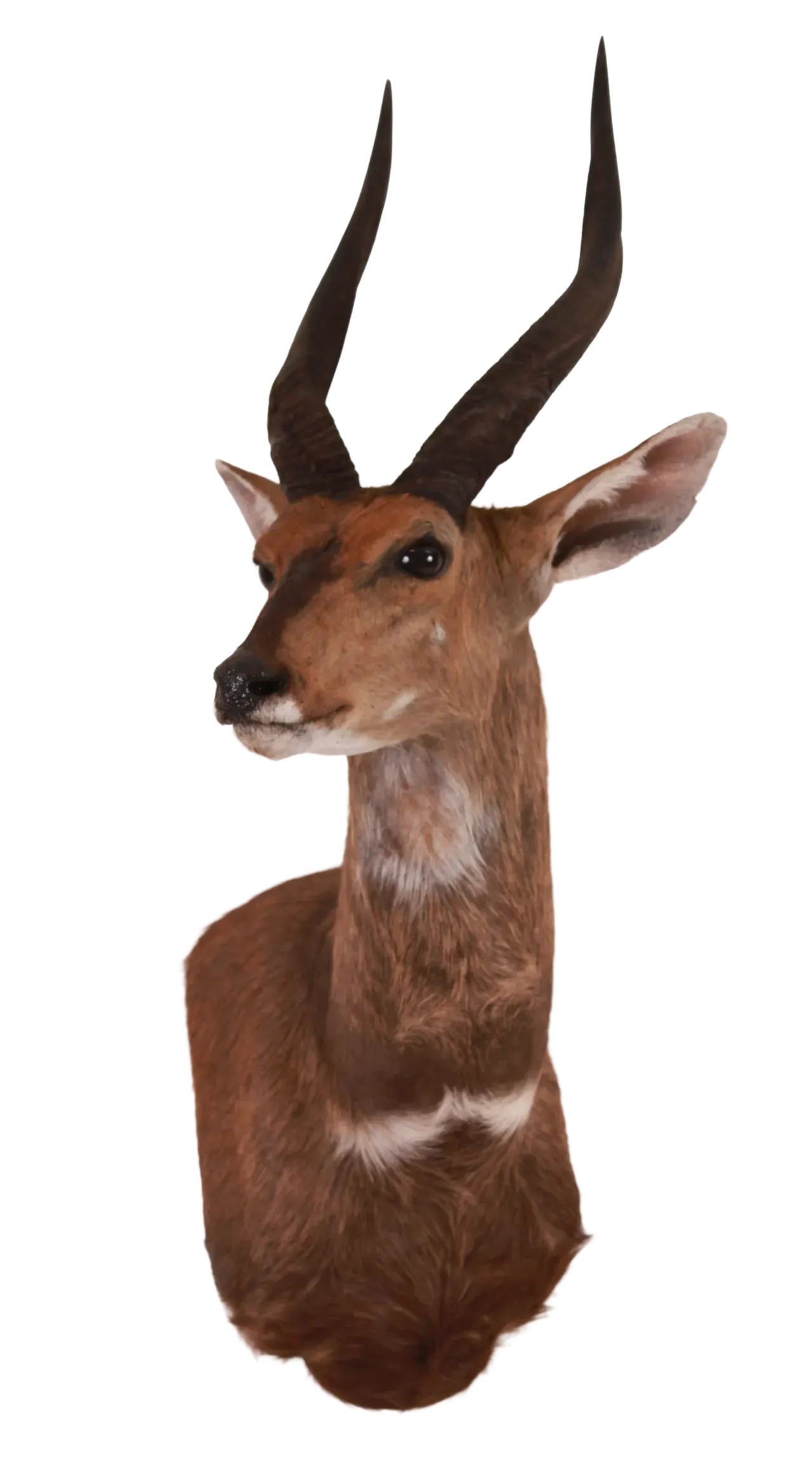202606 Cape Bushbuck
