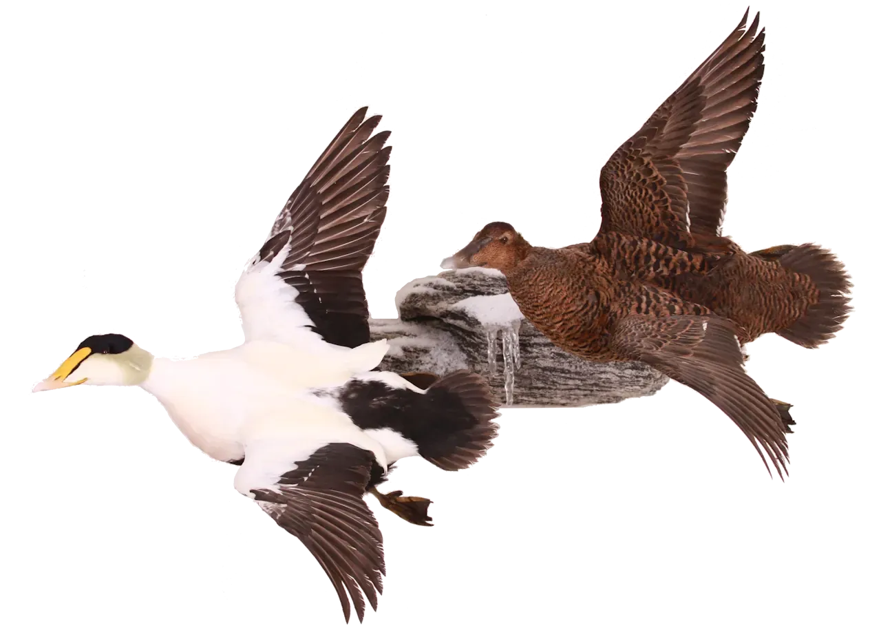 202606 Common Eider Waterfowl