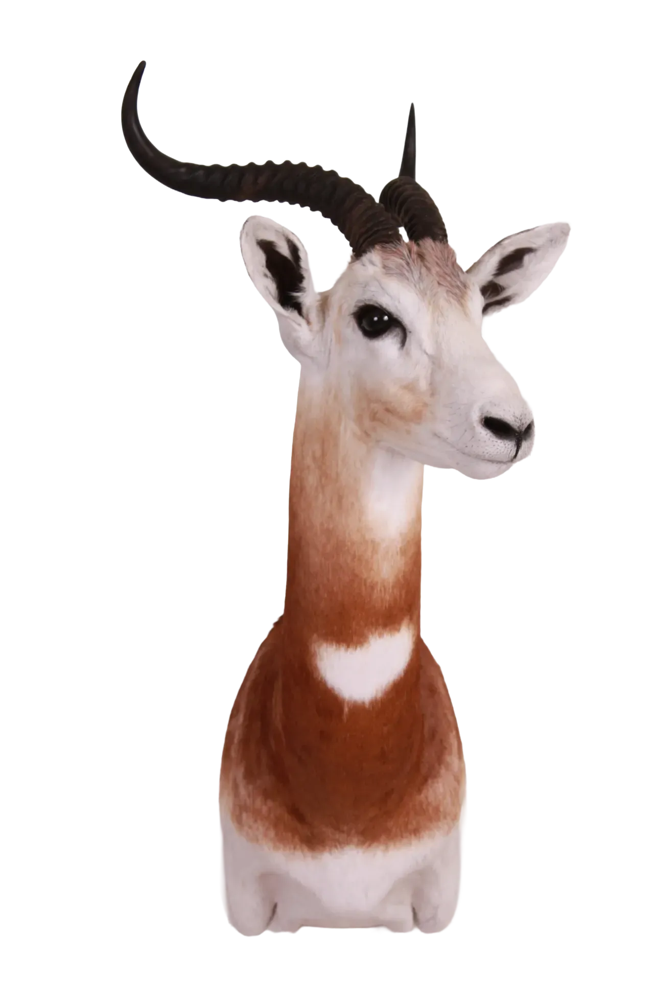 202606 Dama Gazelle