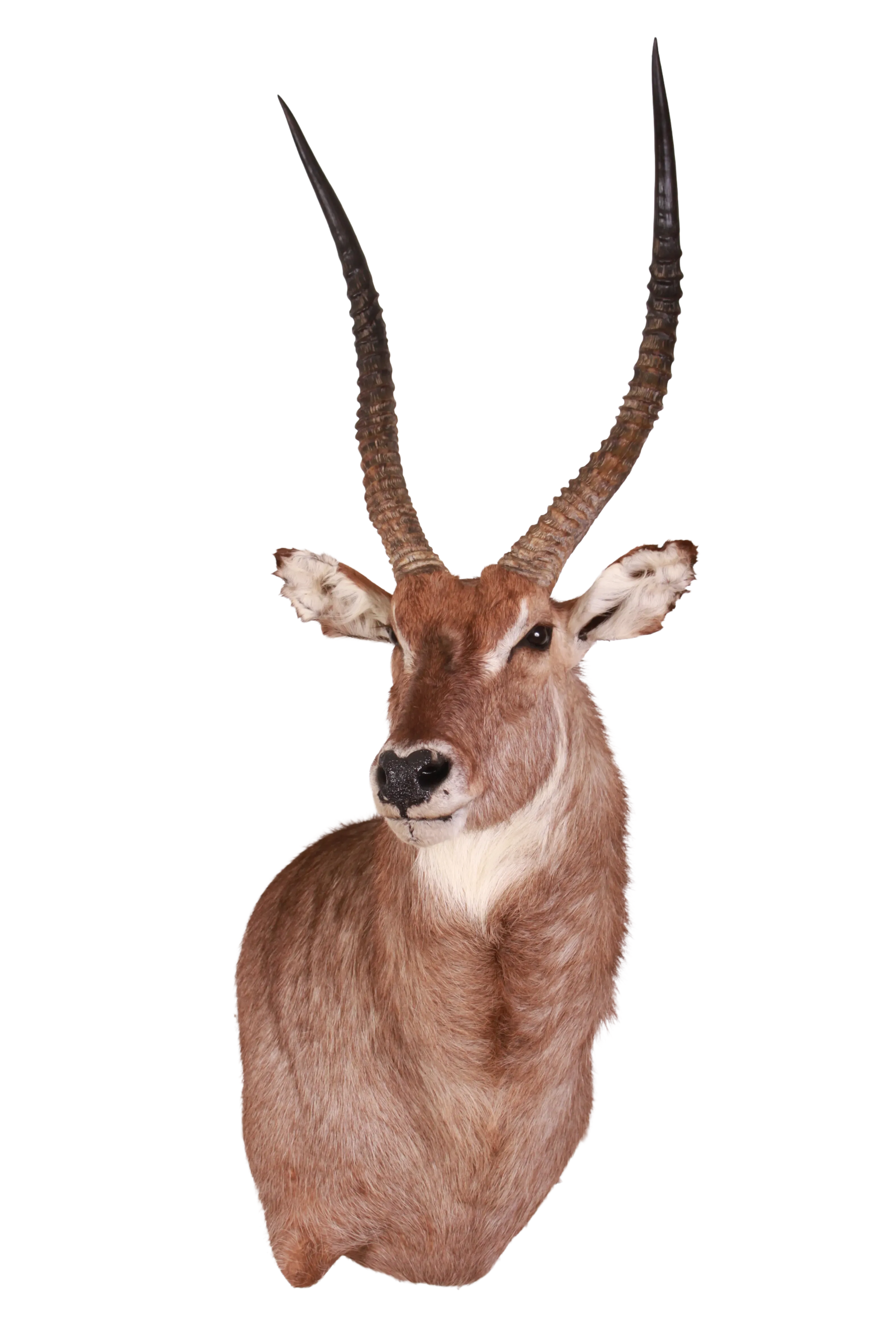 202606 Defassa Waterbuck