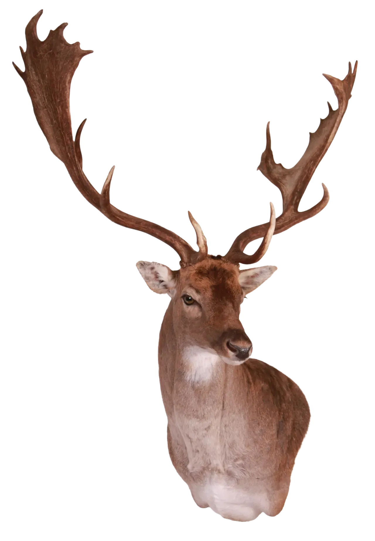 202606 Fallow Deer Wall Shoulder Mount