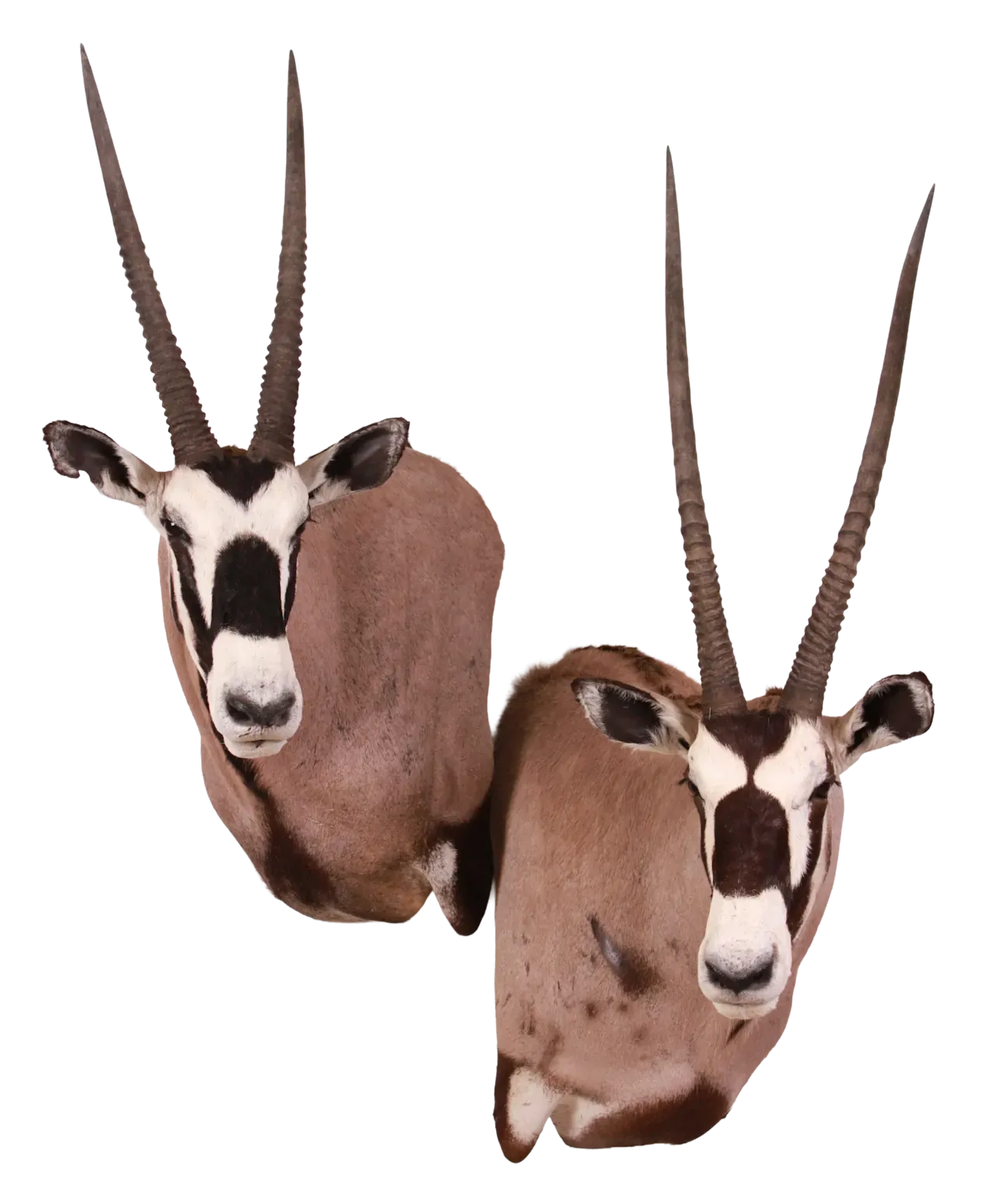 202606 Gemsbok Wall Shoulder Mounts