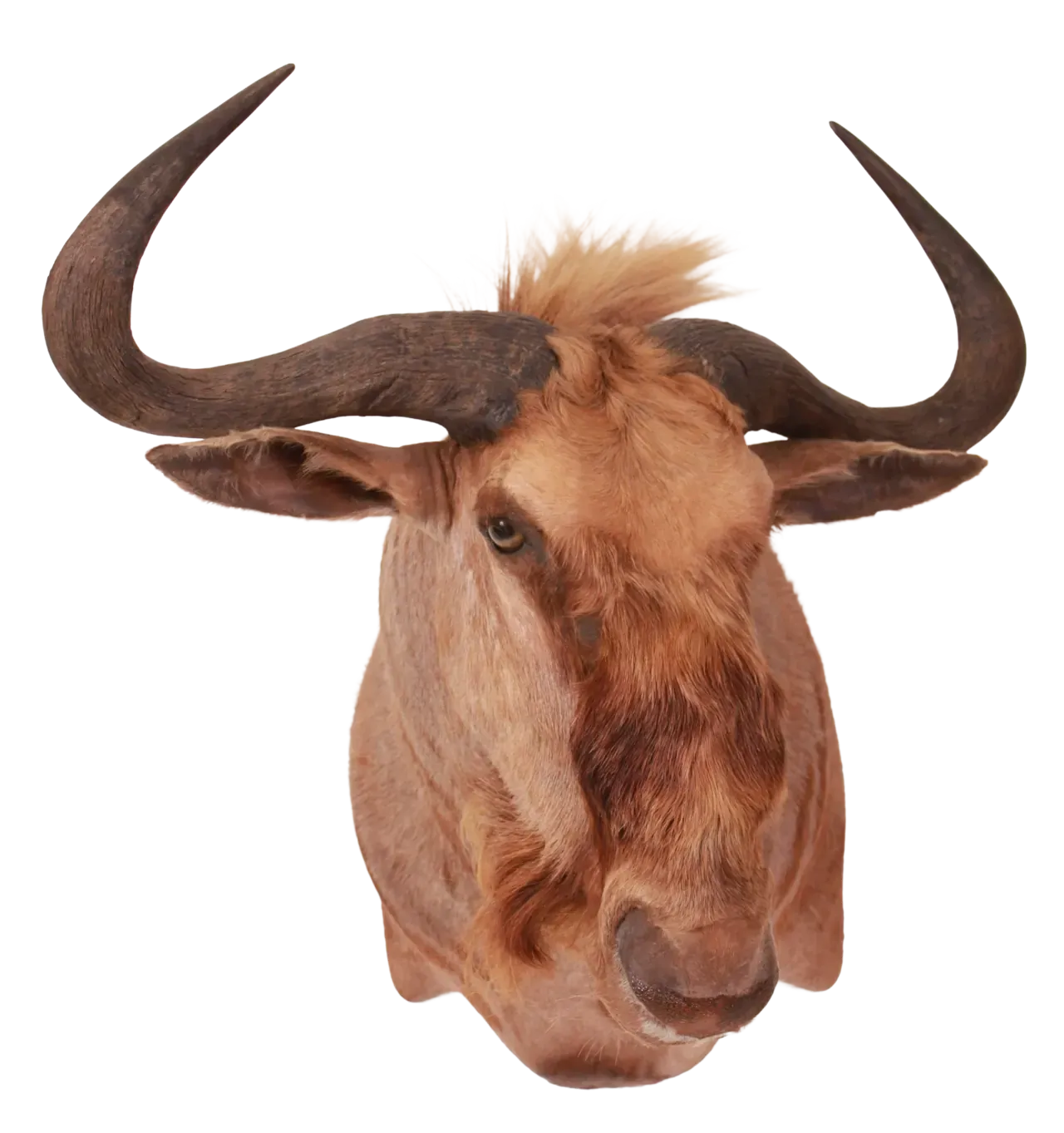202606 Golden Wildebeest Wall Shoulder Mount