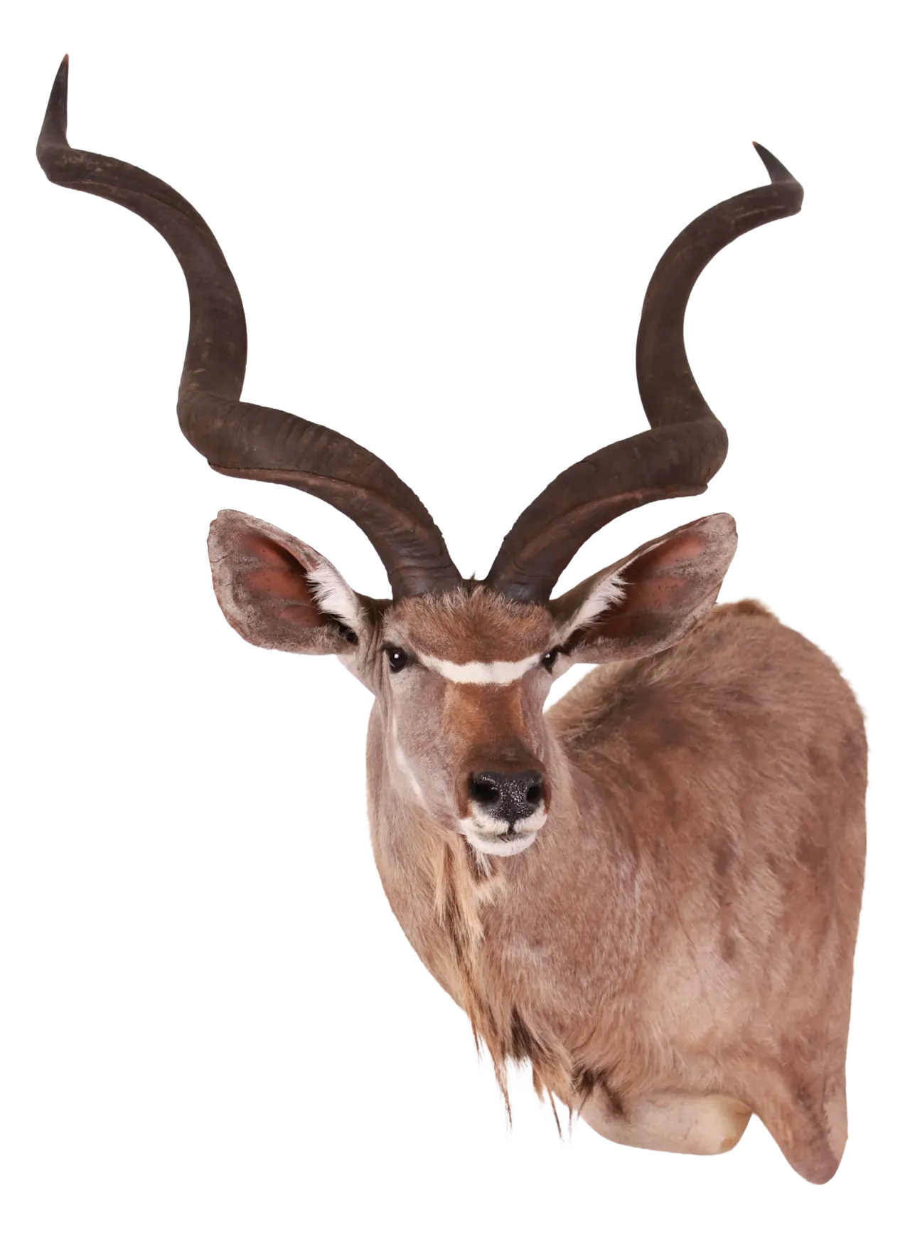202606 Greater Kudu Shoulder Mount