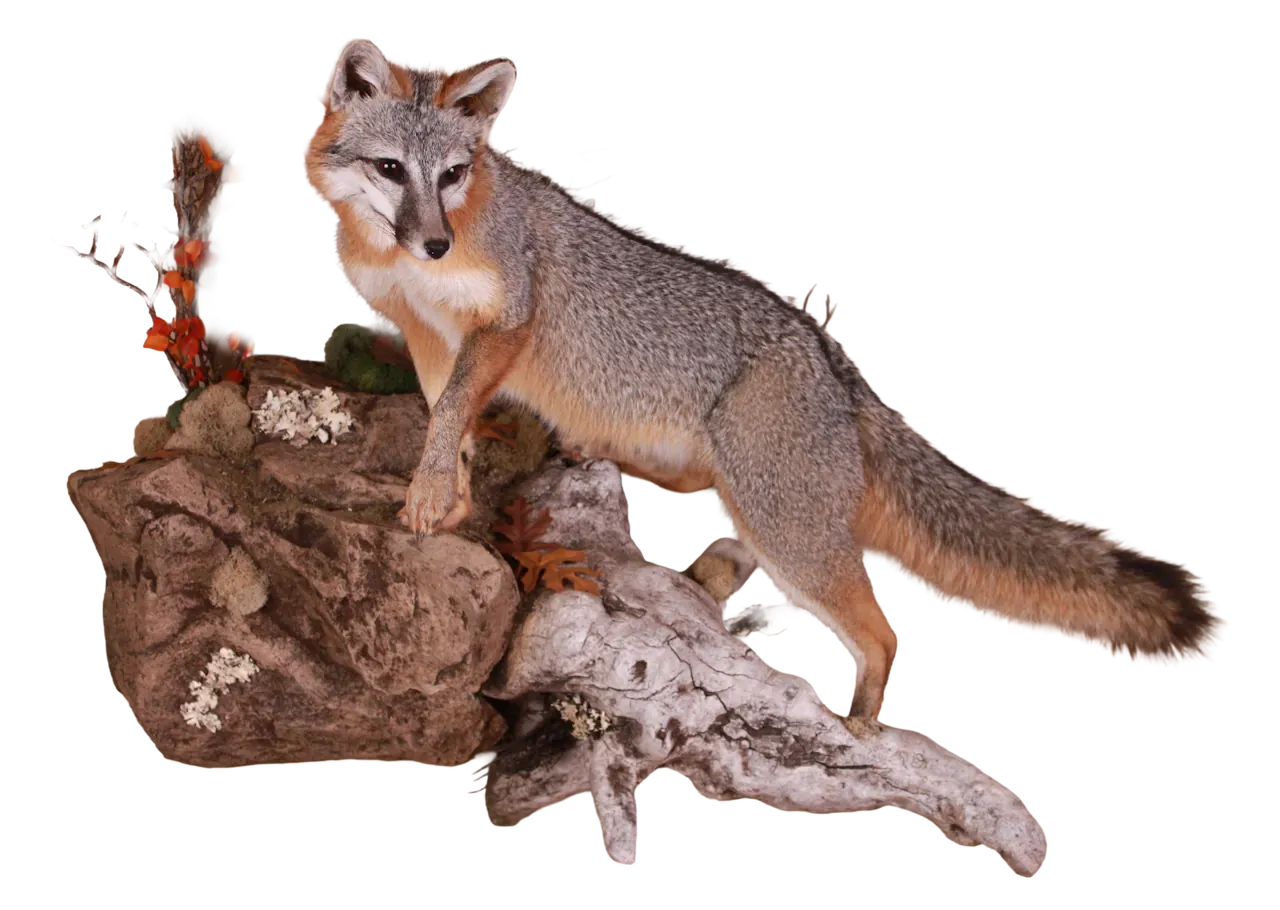 202606 Grey Fox