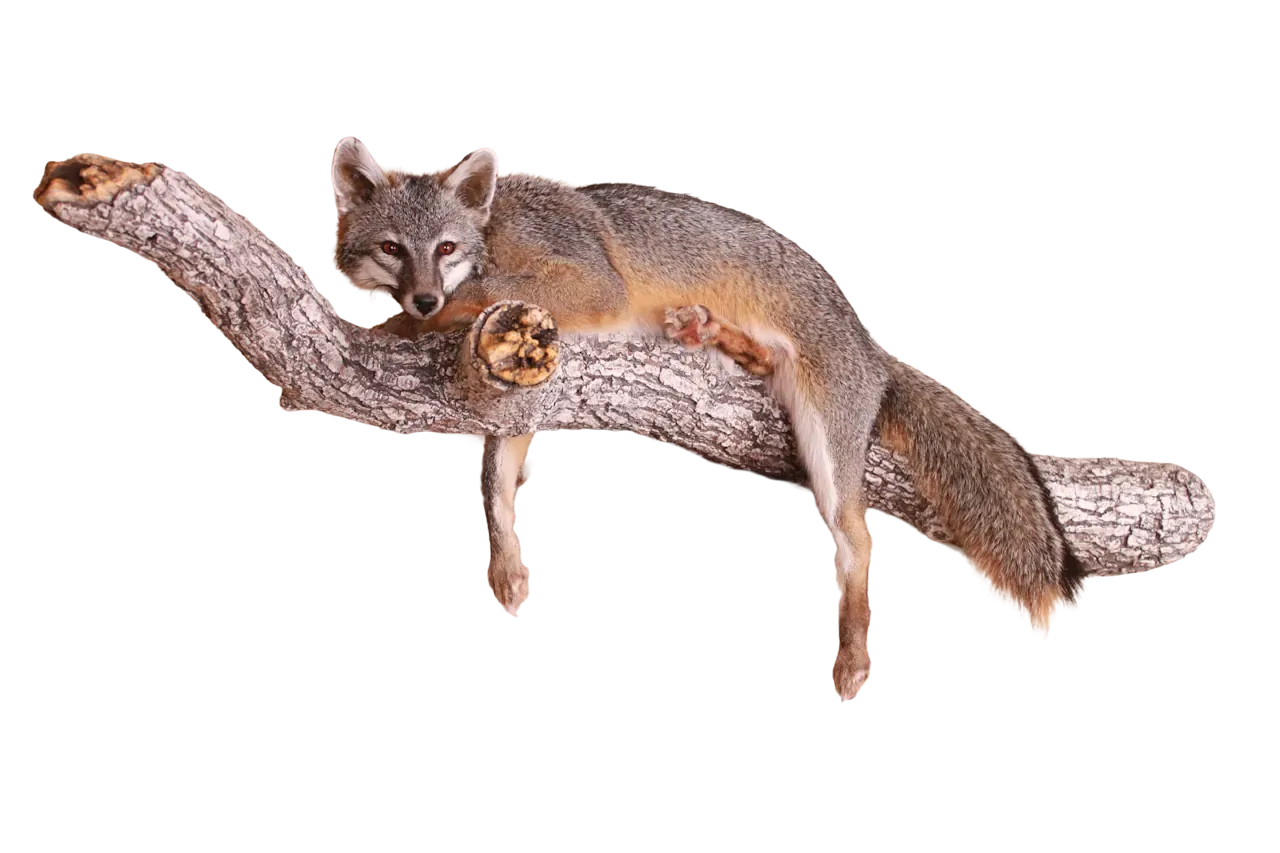 202606 Grey Fox Full Body Wall Mount