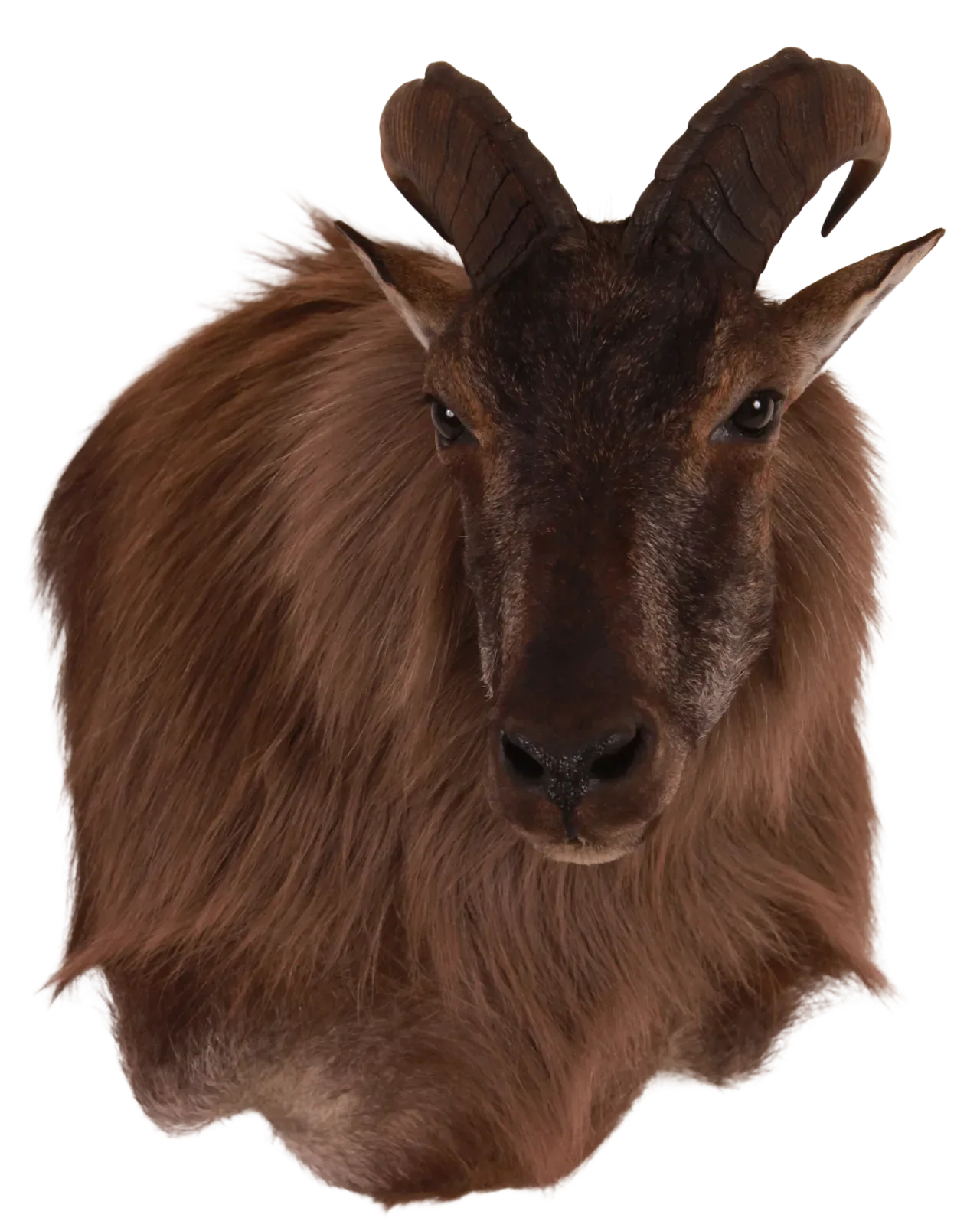 202606 Himalayan Tahr