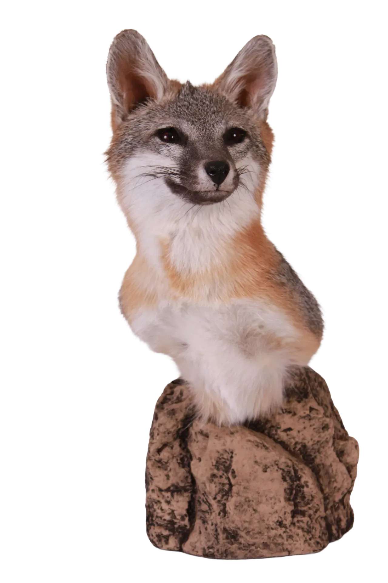202606 Island Fox