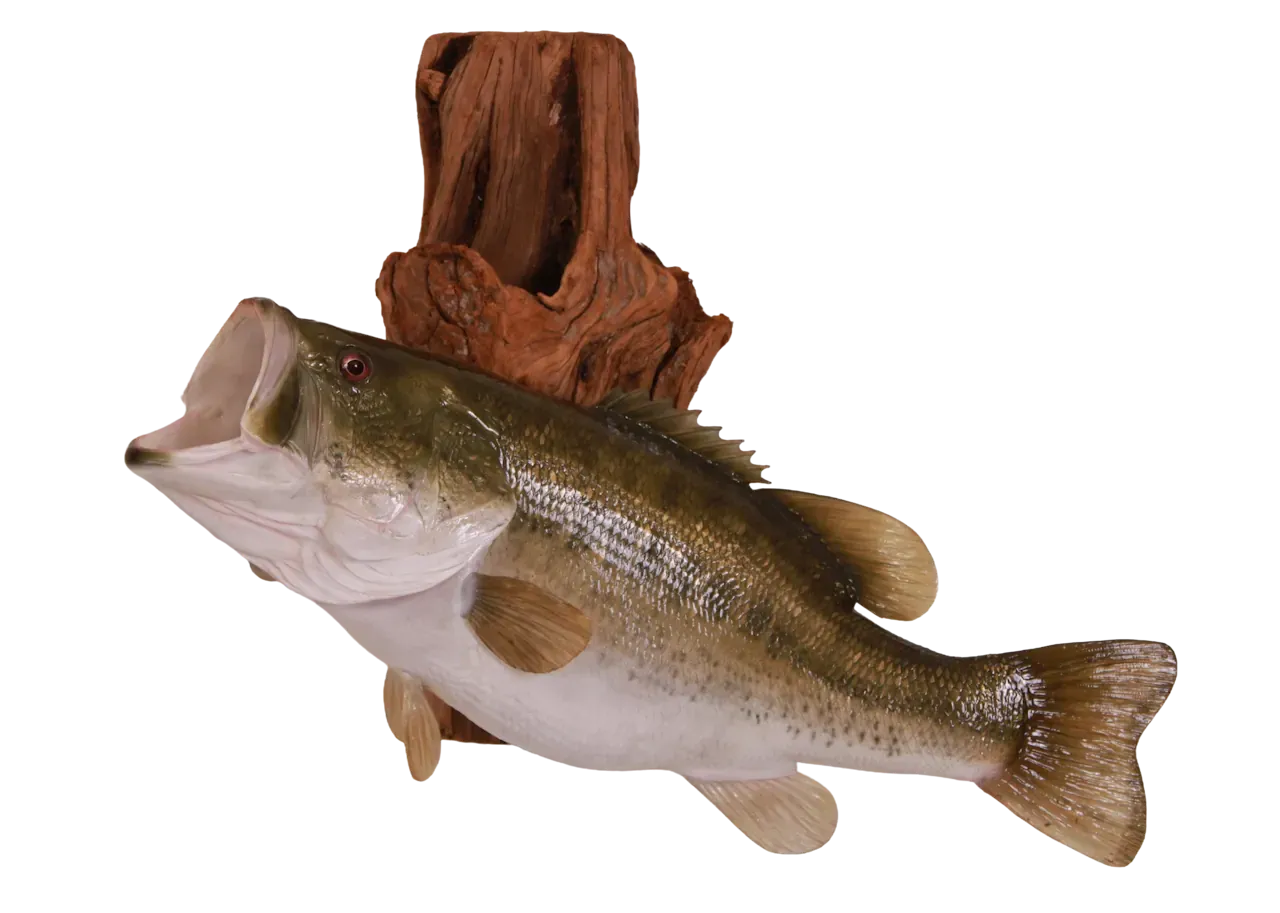 202606 Largemouth Bass Fish Wall Mount