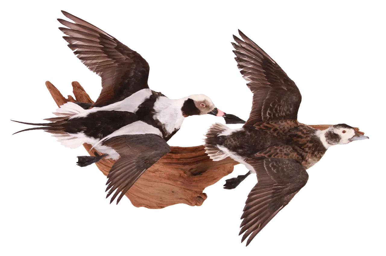 202606 Long Tailed Ducks Flying Wall Mount