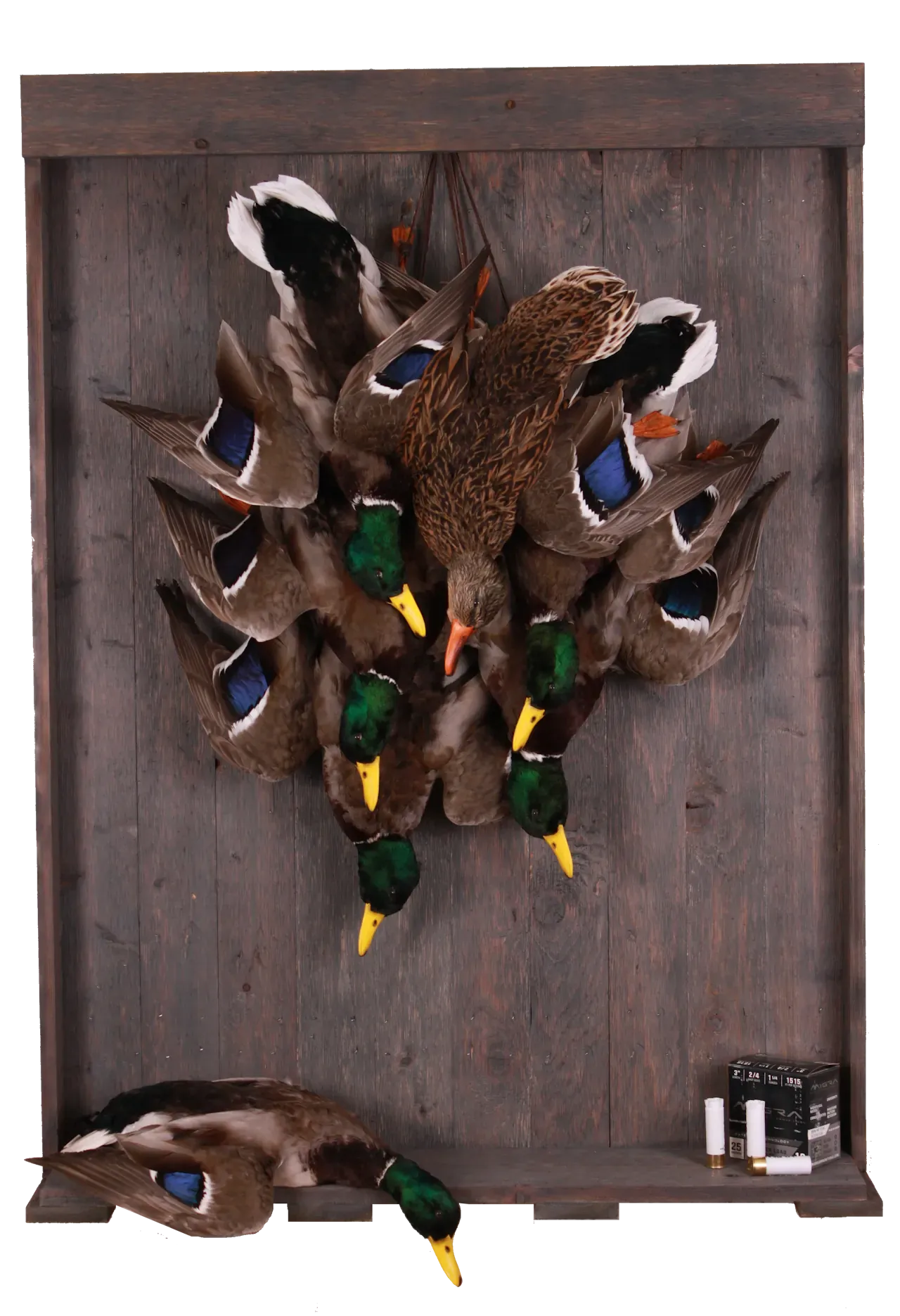 202606 Mallards Dead Mount