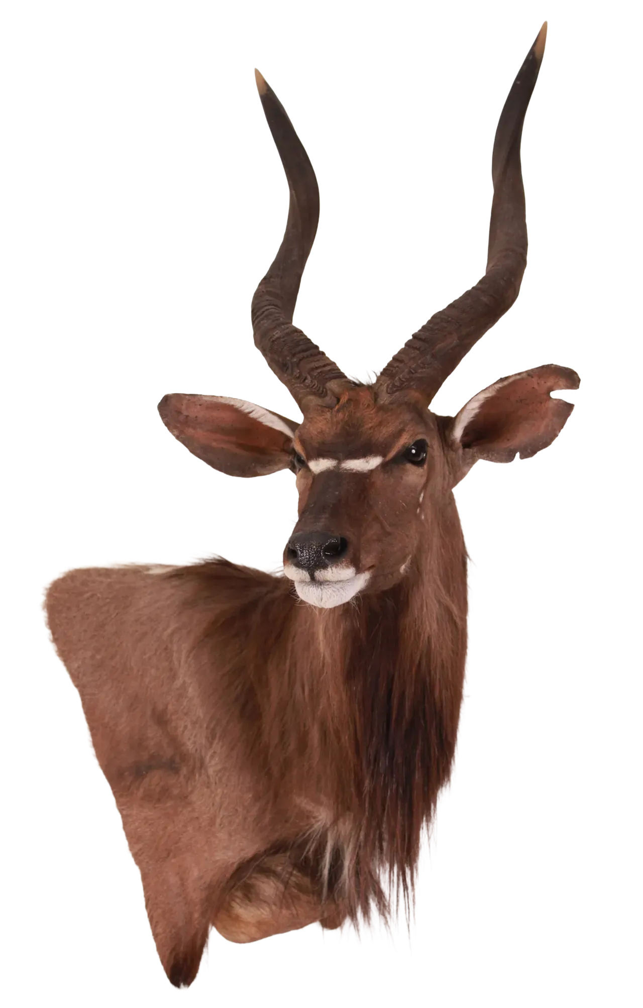 202606 Nyala