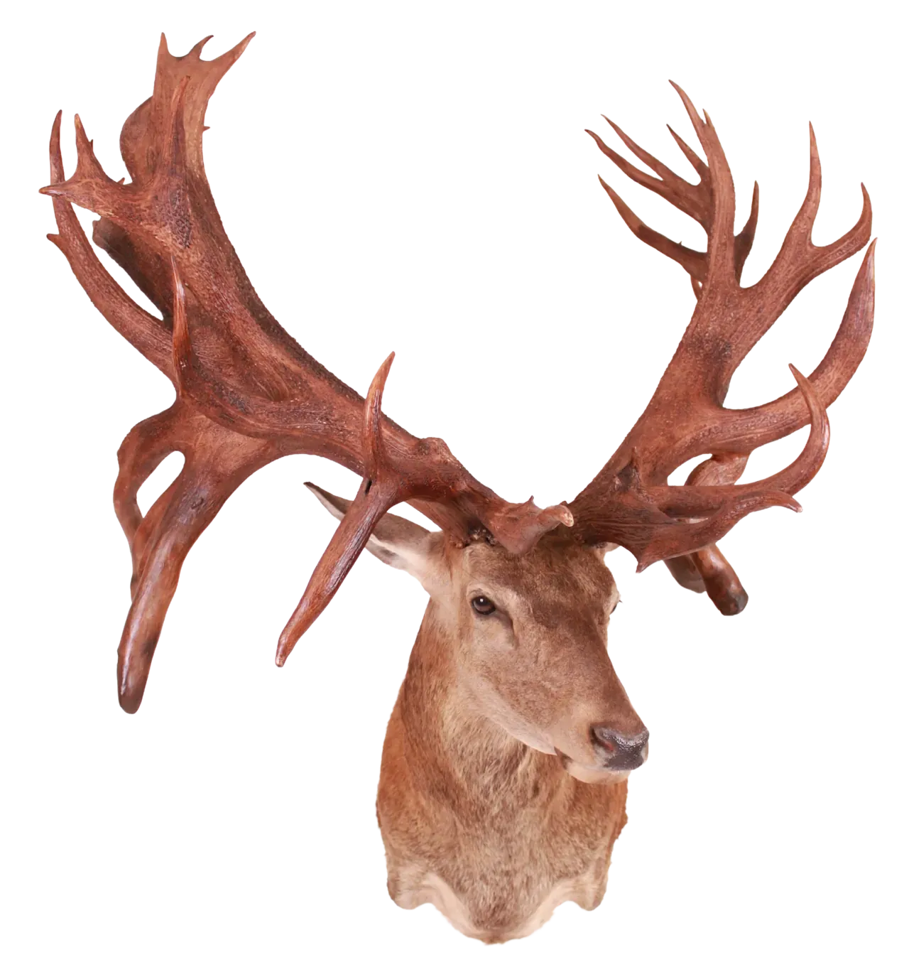 202606 Red Deer