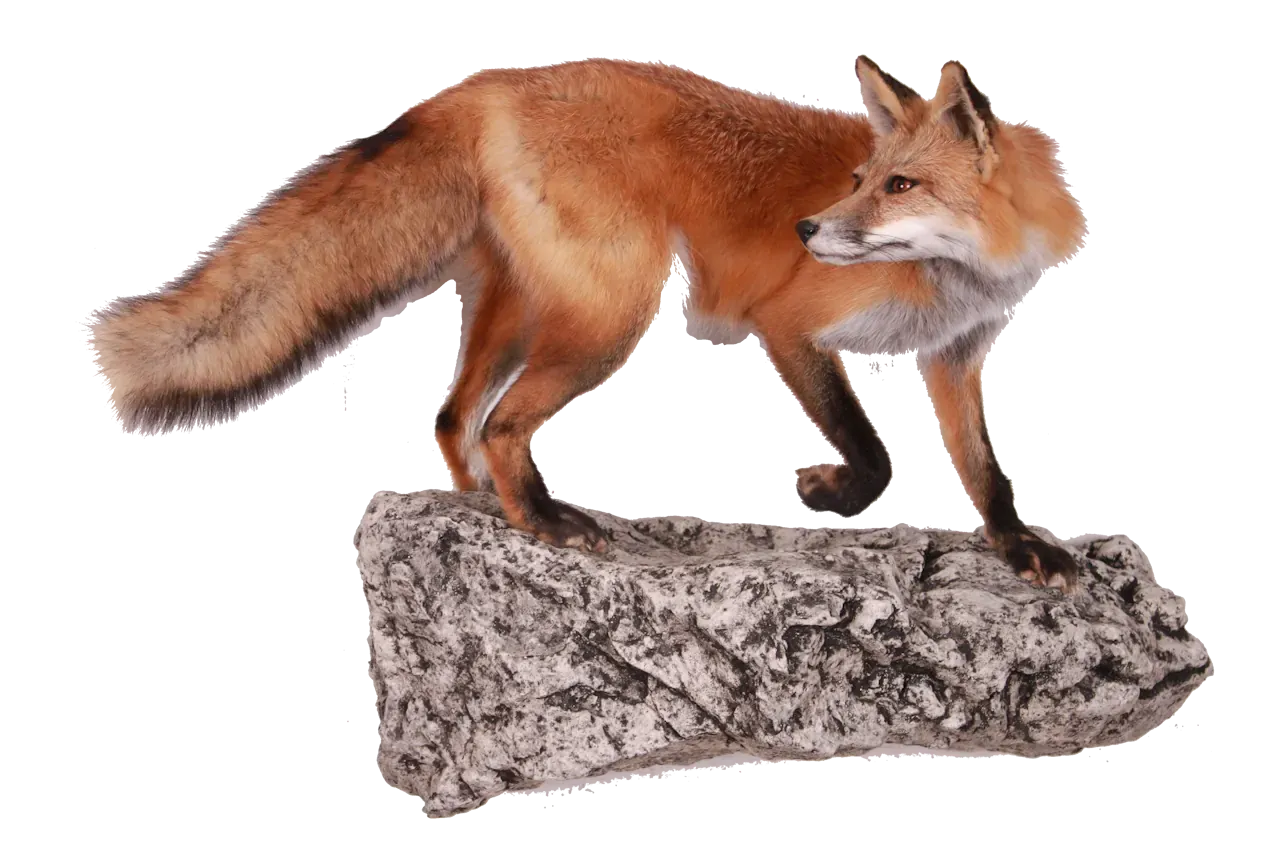 202606 Red Fox Wall Mount