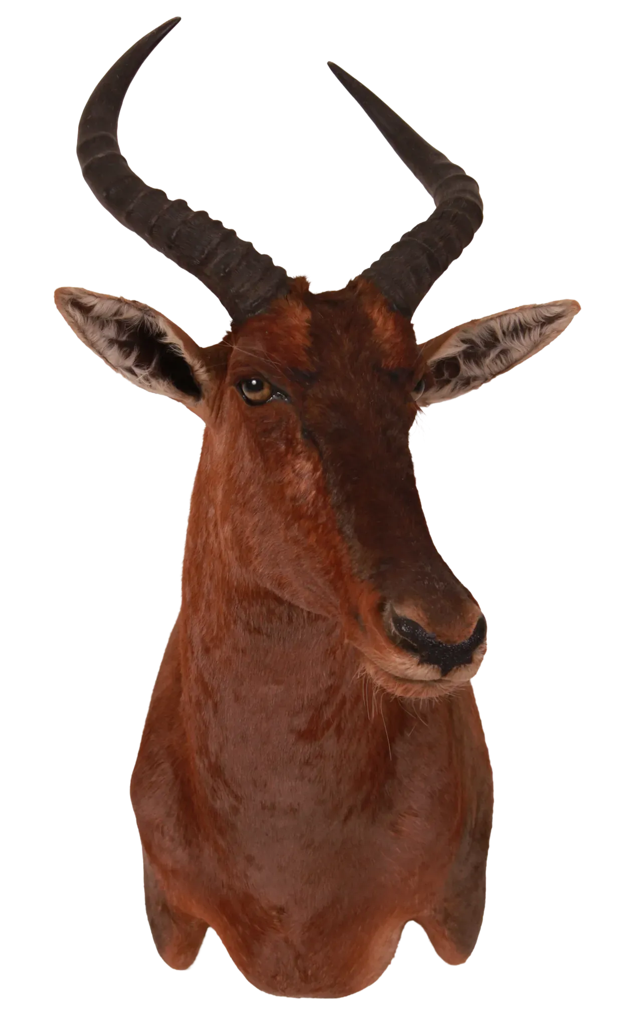 202606 Red Hartebeest Shoulder Mount