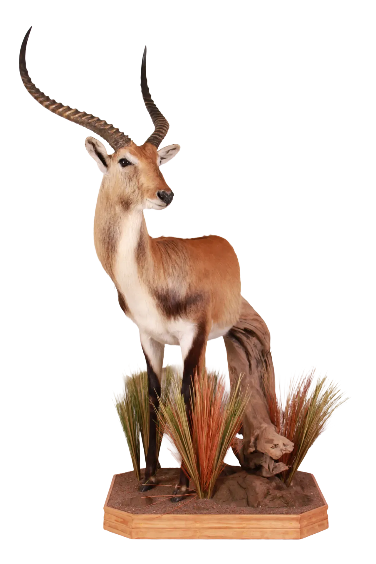 202606 Red Lechwe Floor Mount