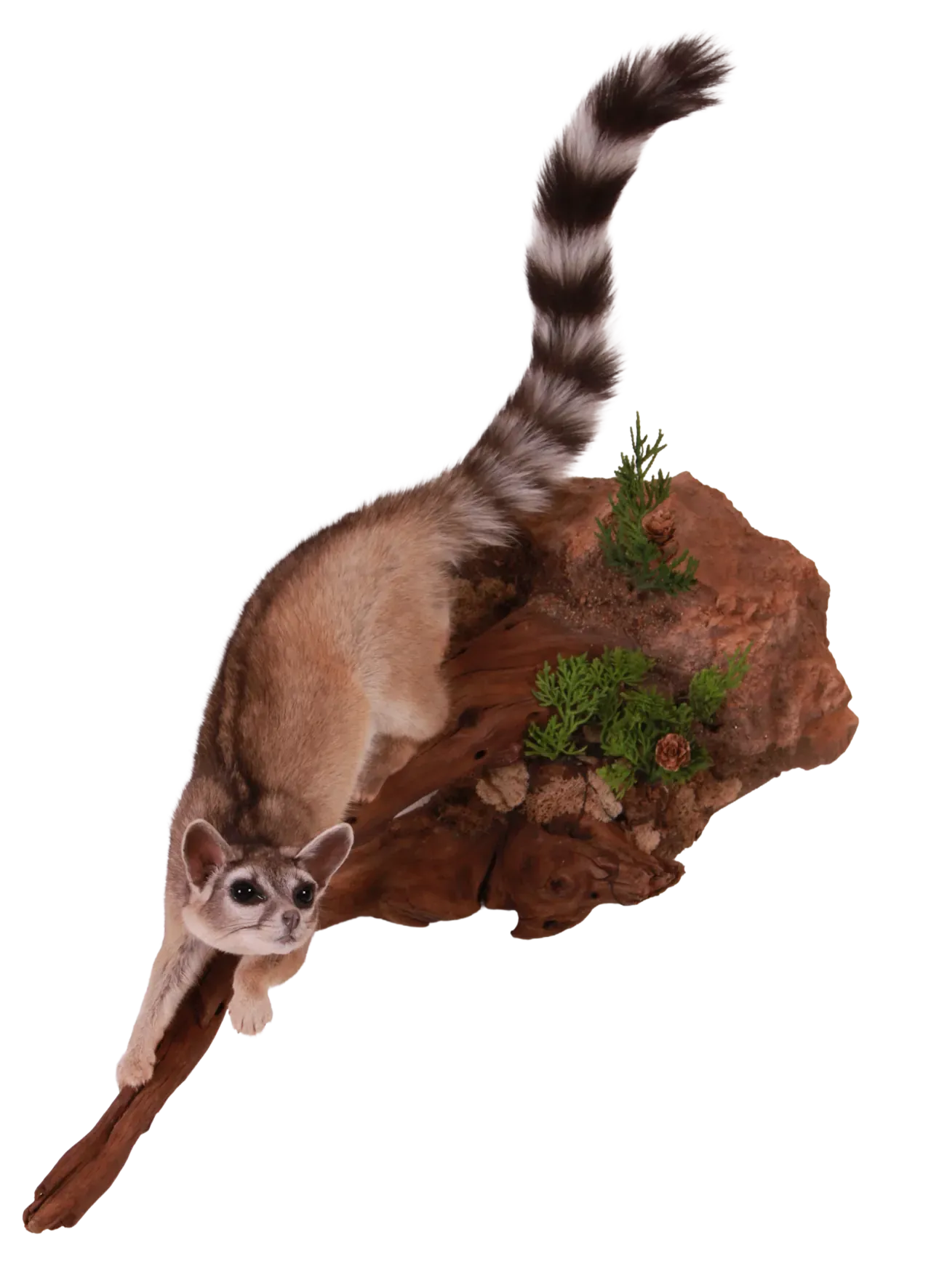 202606 Ringtail
