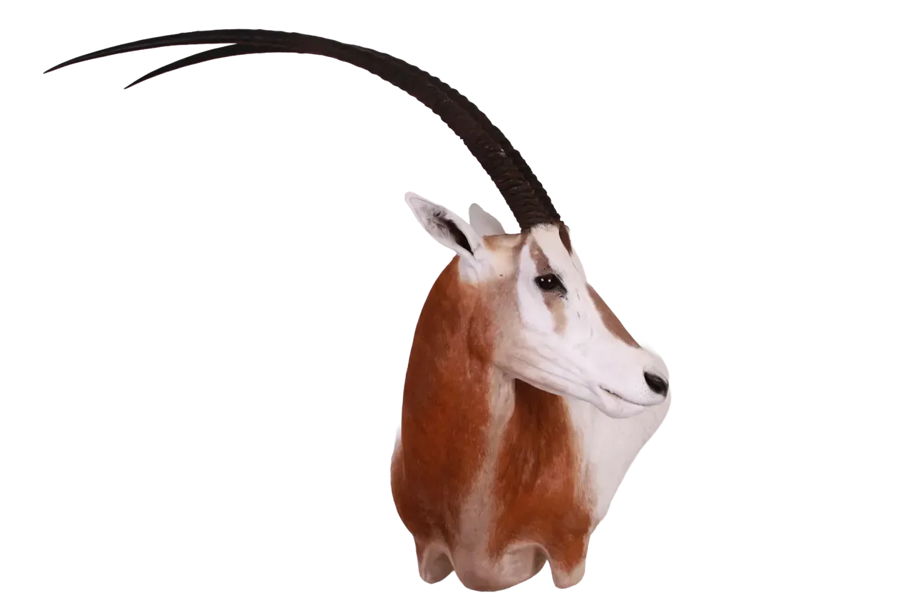 202606 Scimitar Horned Oryx Shoulder Mount