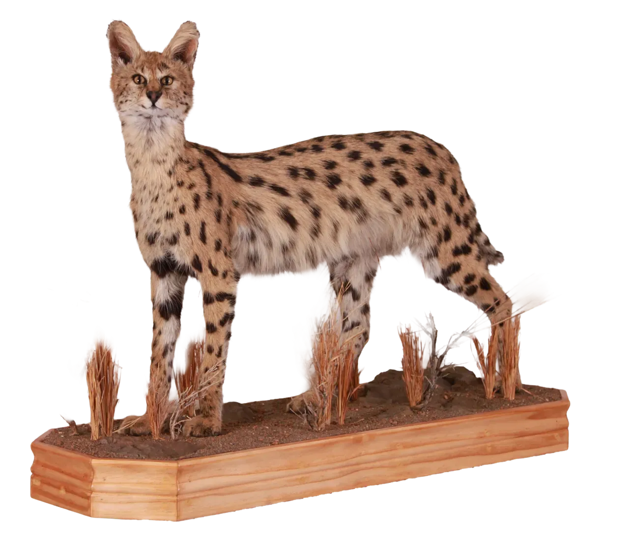202606 Serval