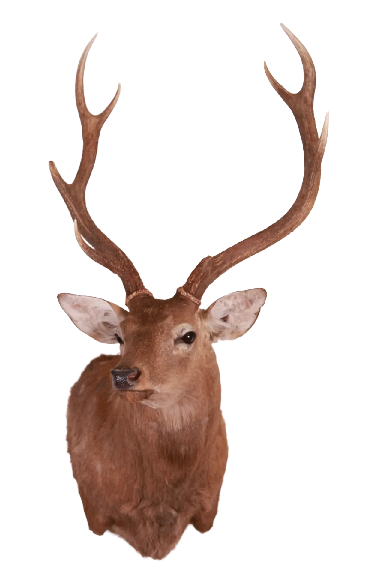 202606 Sika Deer Wall Shoulder Mount