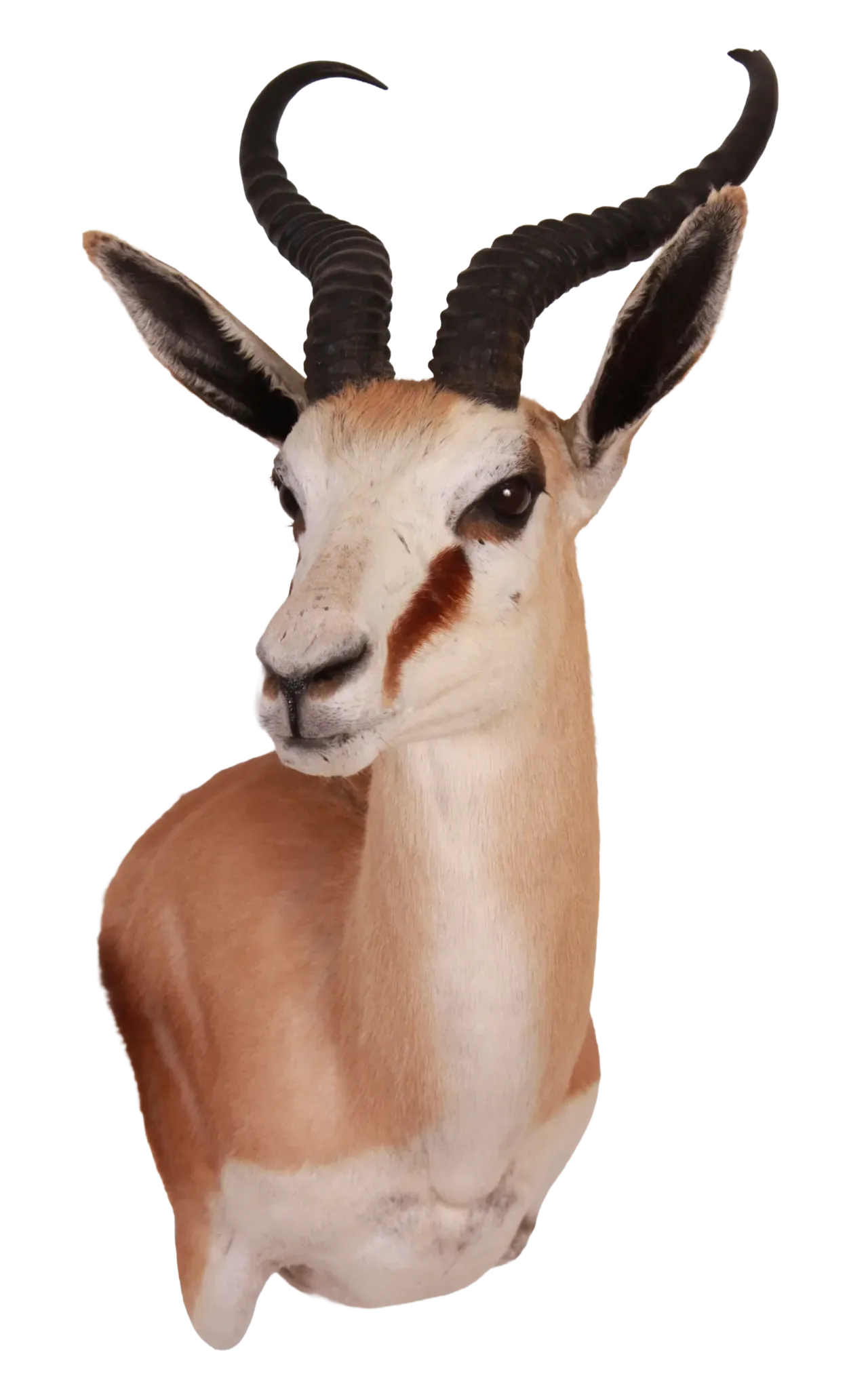 202606 Springbok
