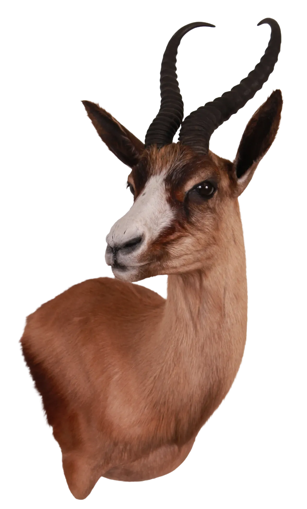 202606 Springbok
