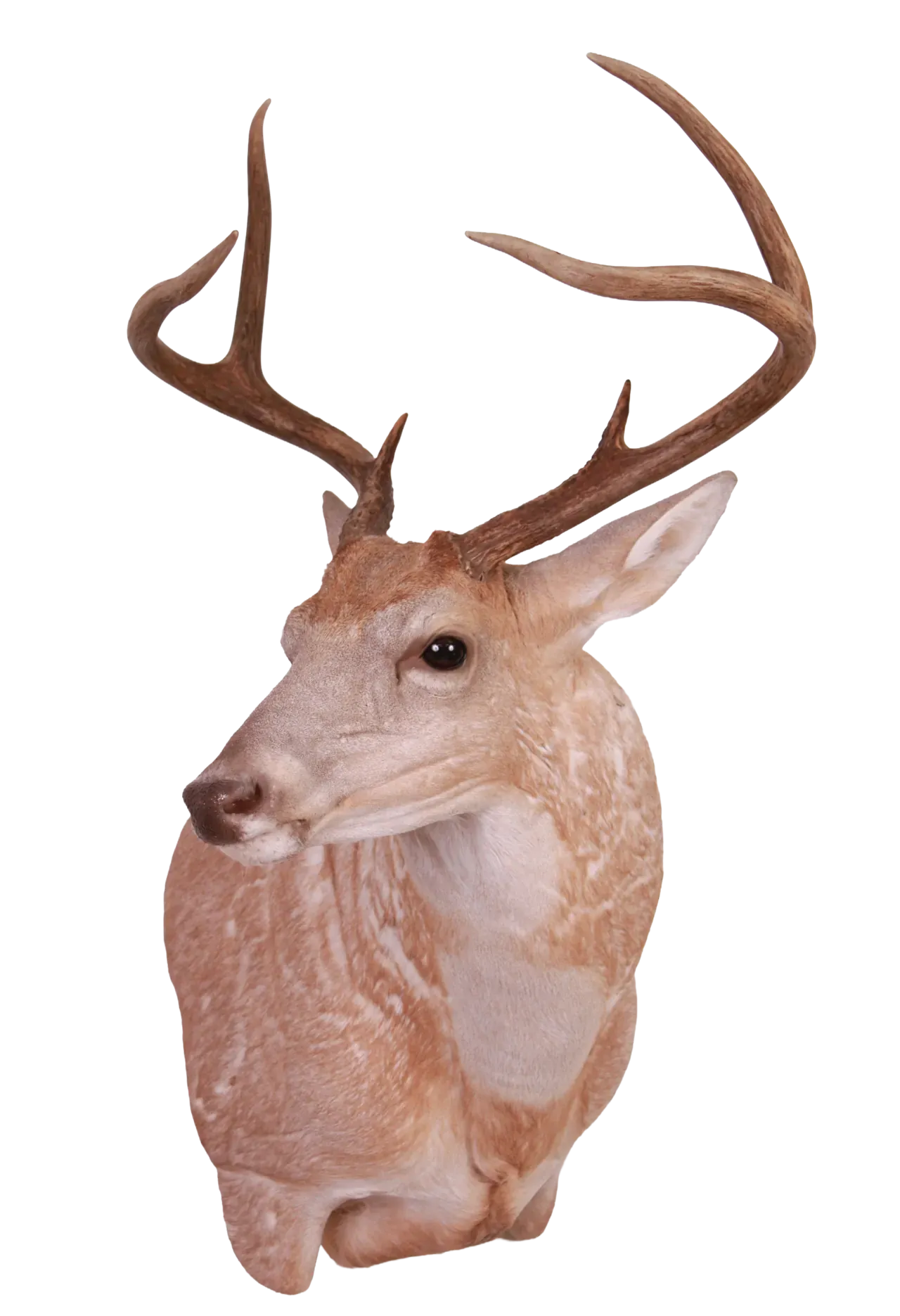 202606 Whitetail Deer Wall Shoulder Mount