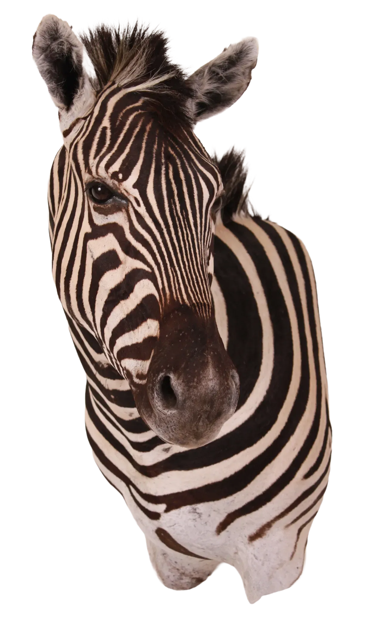 202606 Zebra