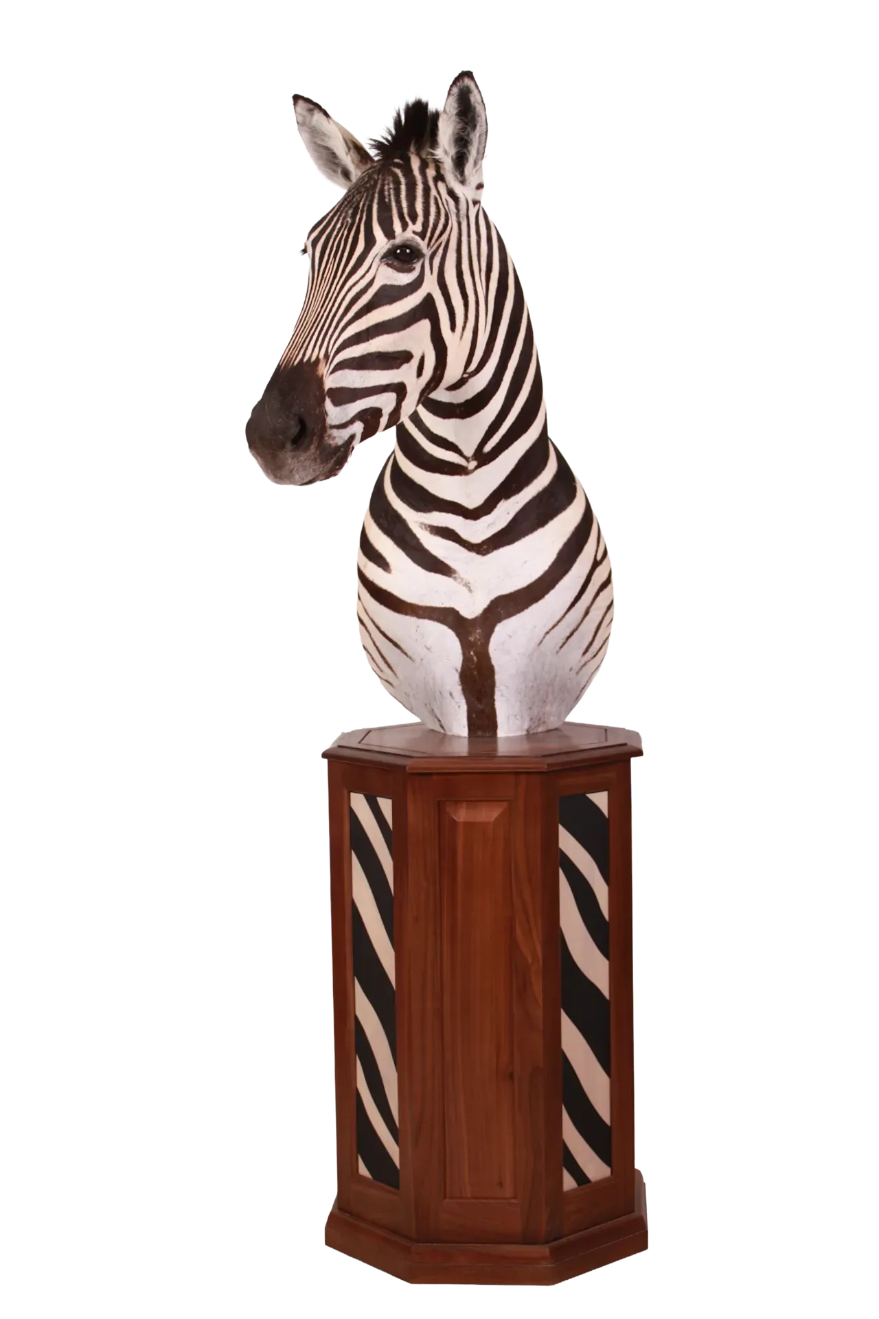 202606 Zebra Floor Pedestal