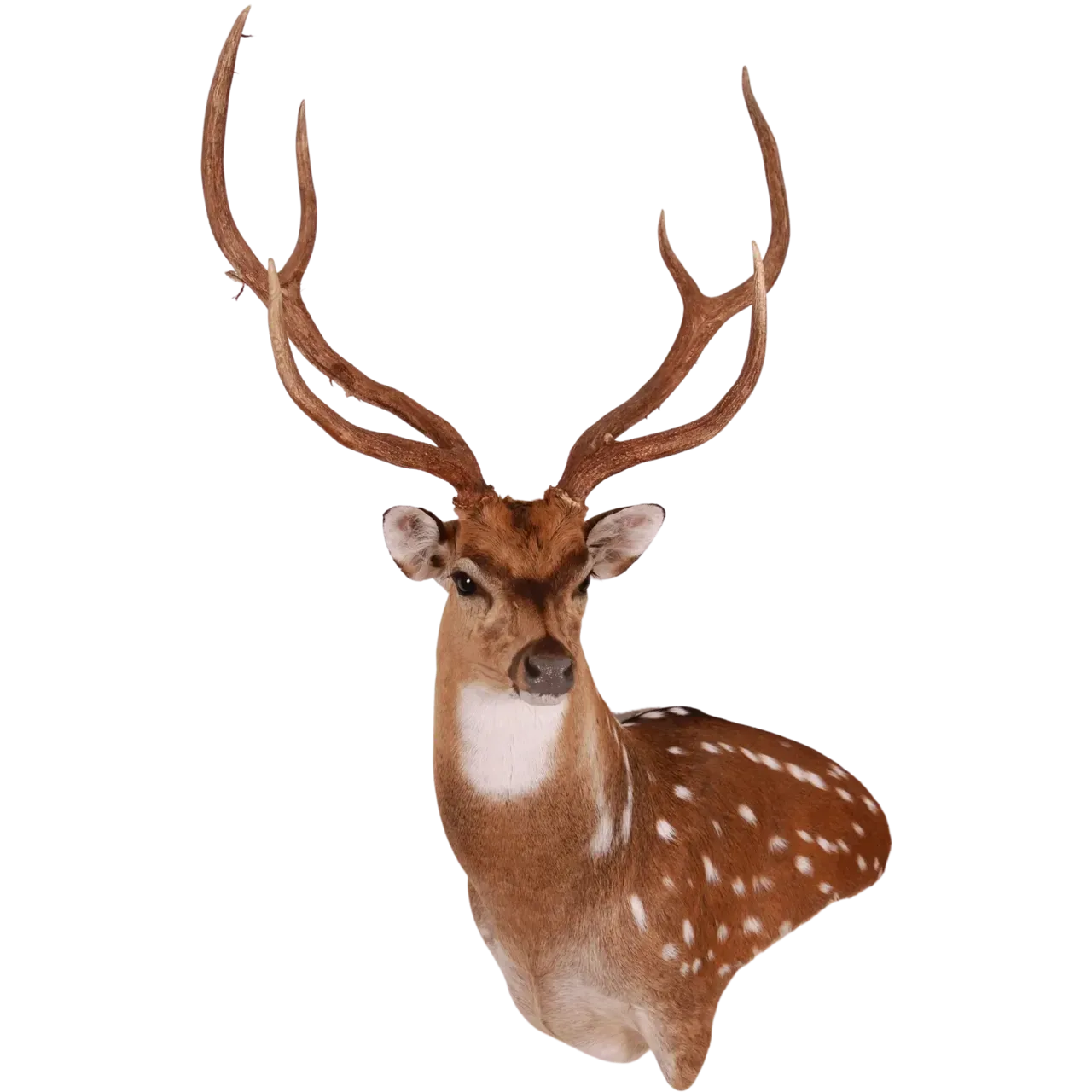 Axis Deer Chital Shoulder Mount