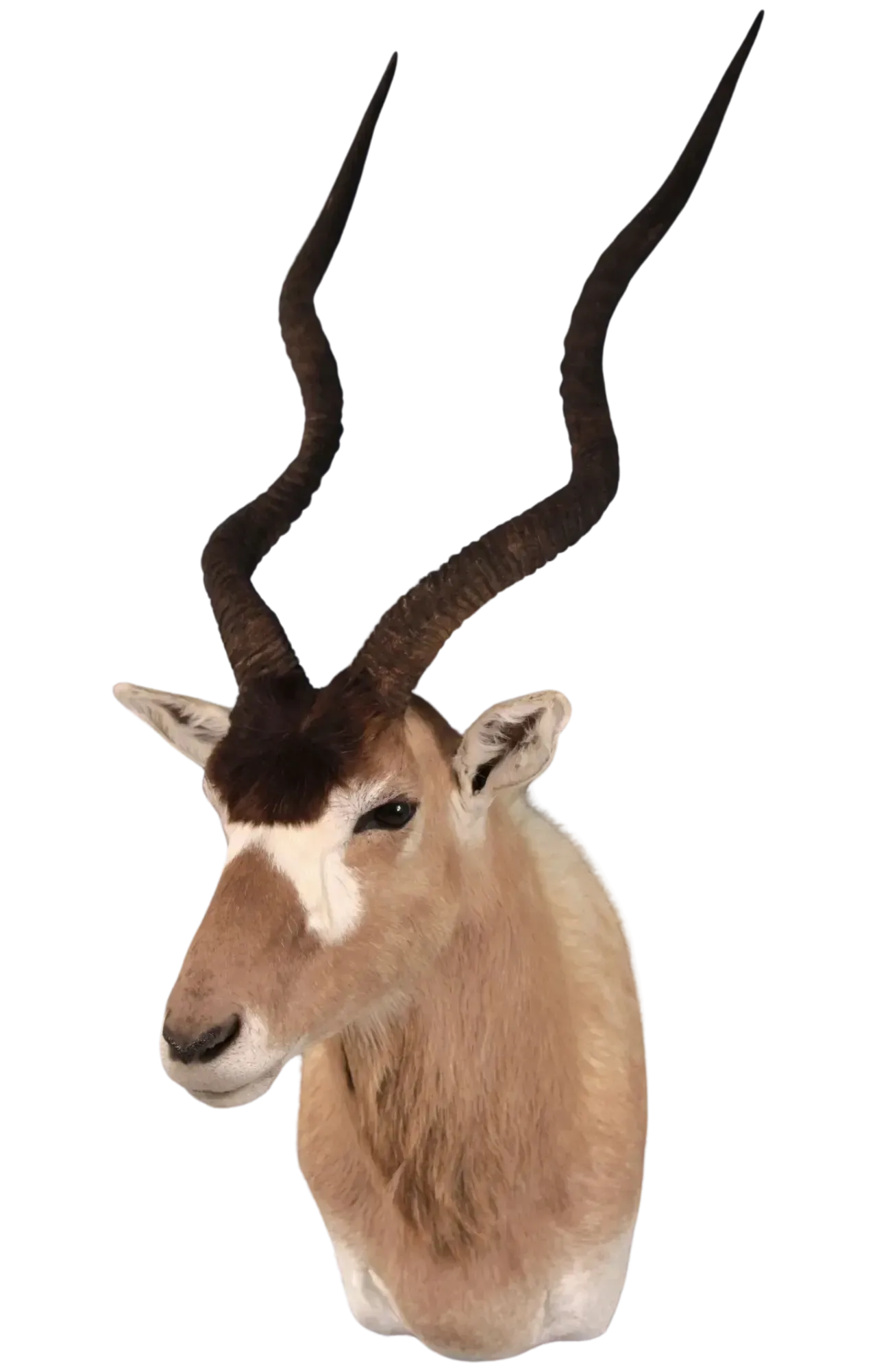 Addax Shoulder Mount