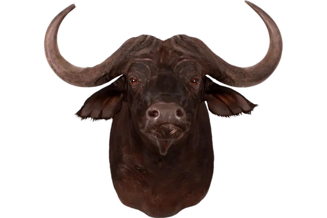African Cape Buffalo Shoulder Mount