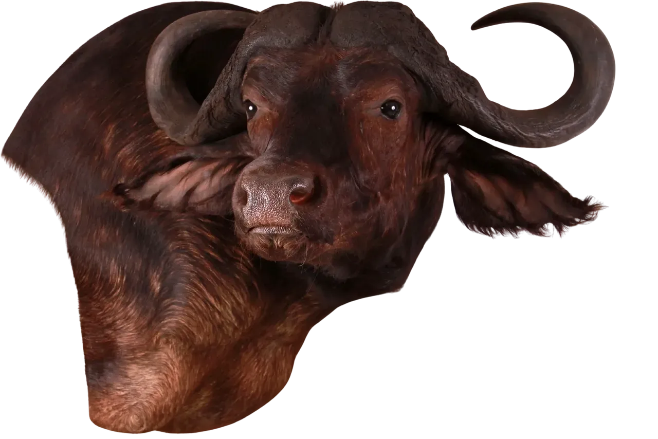 African Cape Buffalo Shoulder Mount