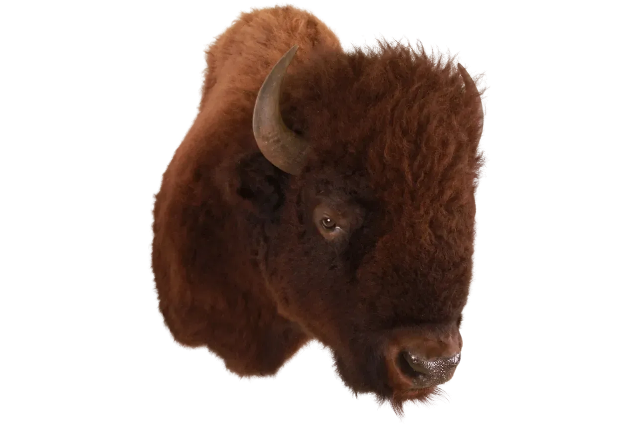 American Bison Shoulder Mount