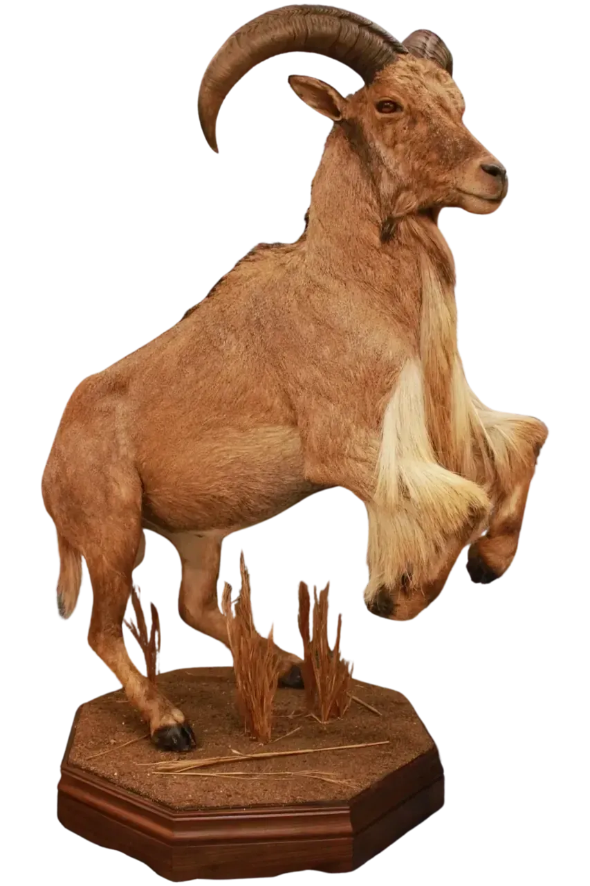 Aoudad Sheep Life Size Full Mount