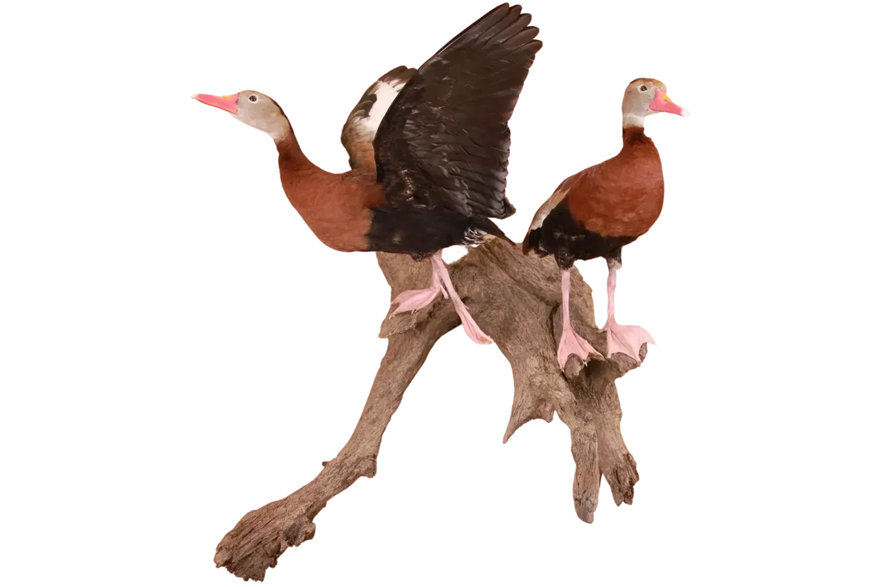 Black-Bellied Whistling Duck Mount