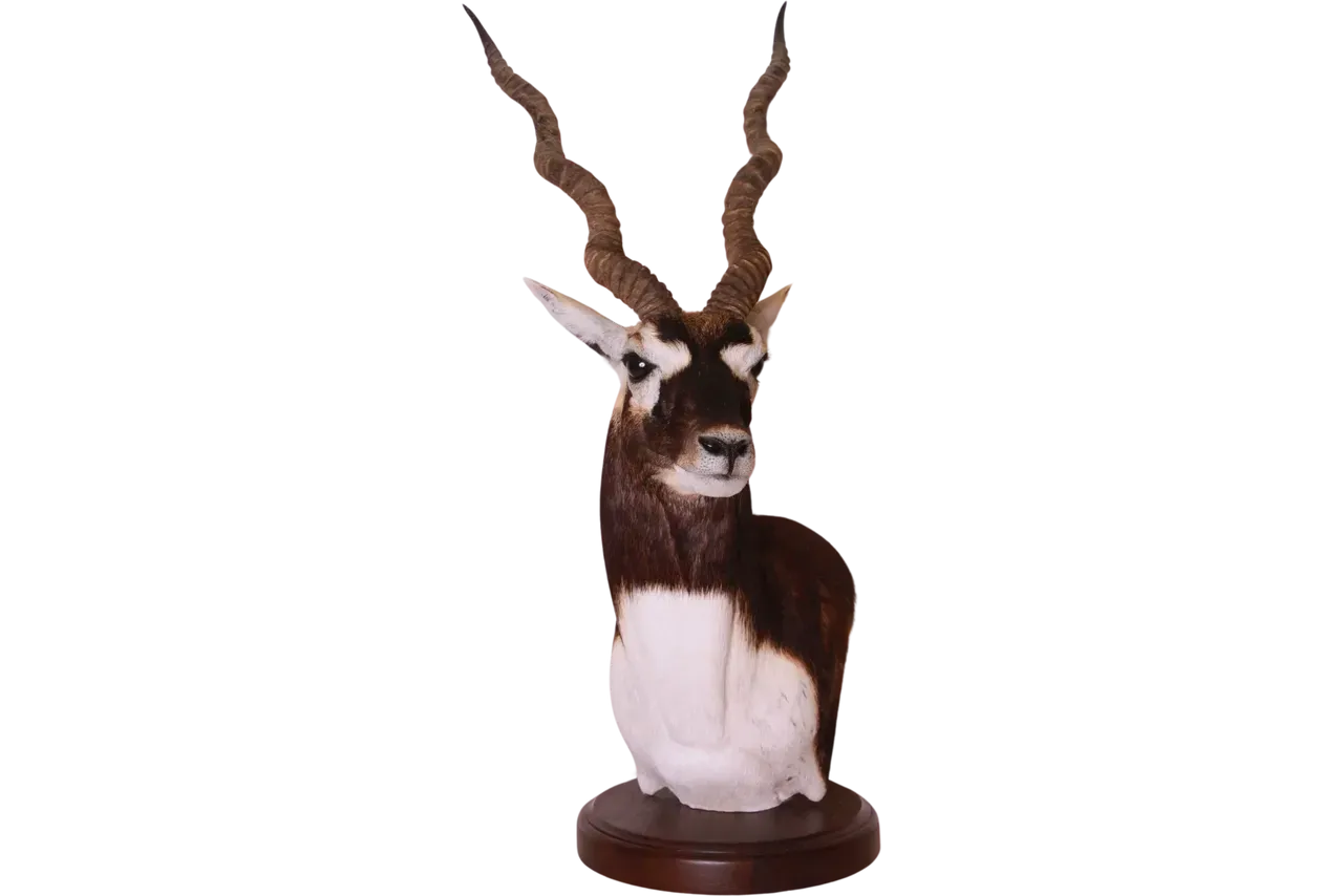 Blackbuck Pedestal Mount