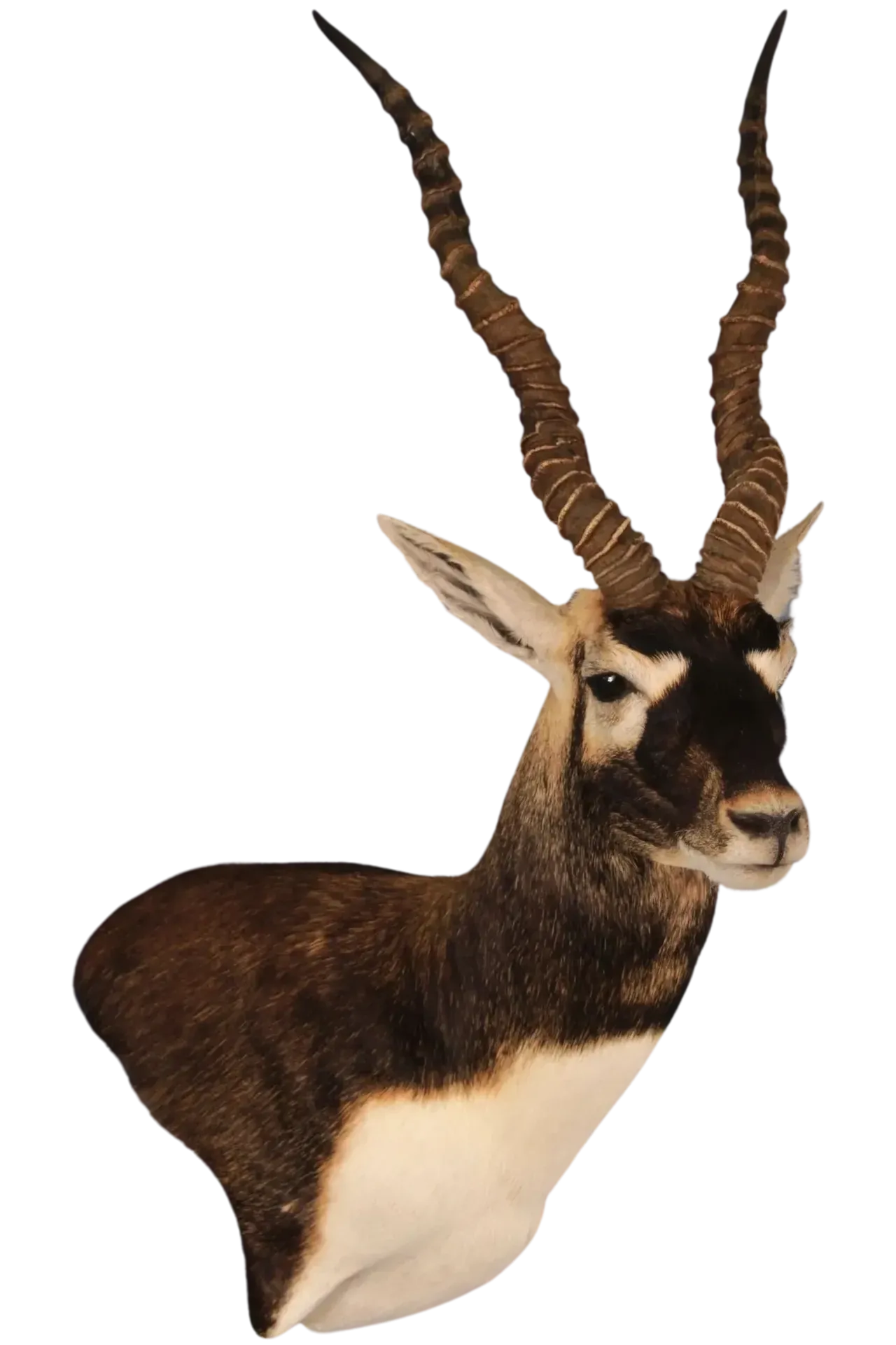 Blackbuck Shoulder Mount