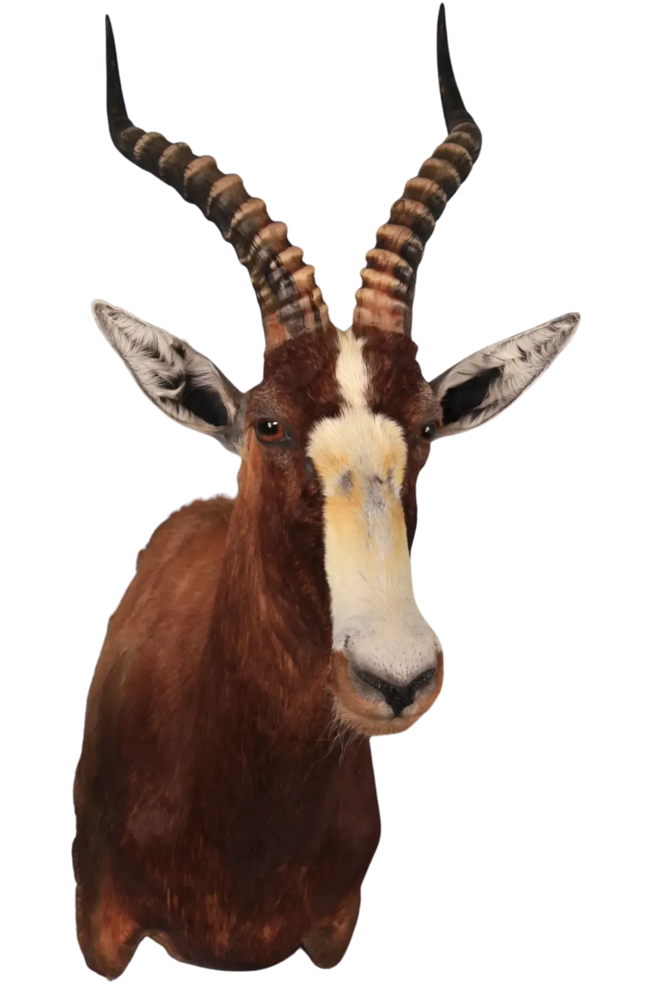 Blesbok Shoulder Mount