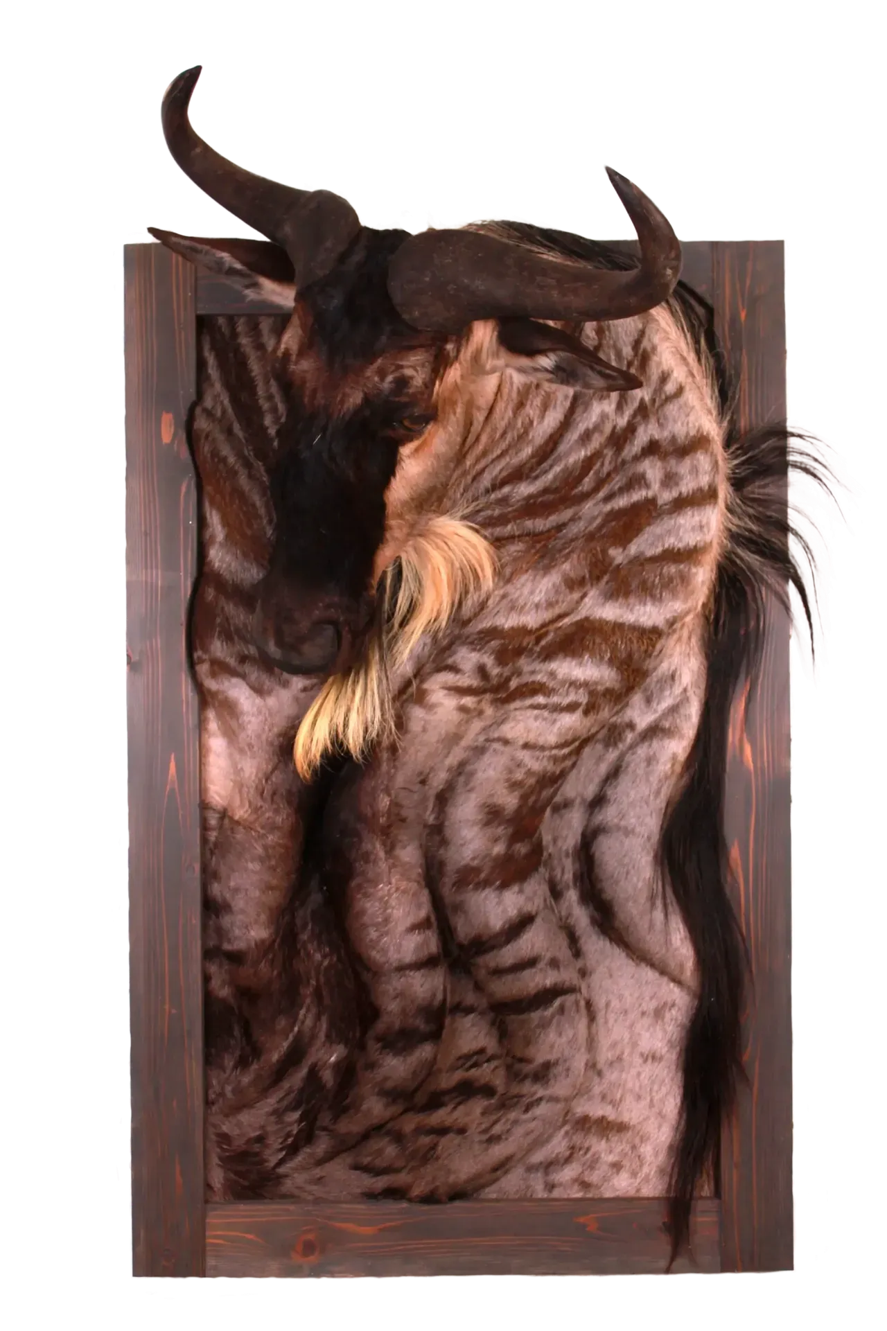 Blue Wildebeest Framed Wall Mount