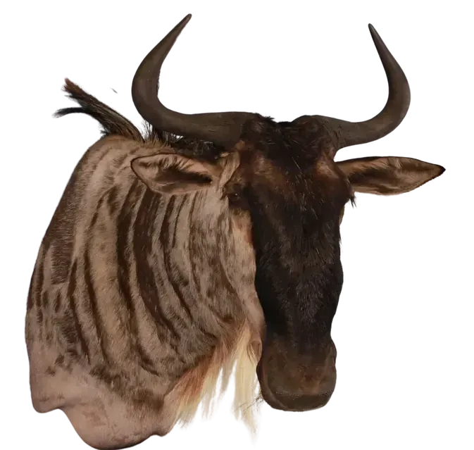 Blue Wildebeest Shoulder Mount