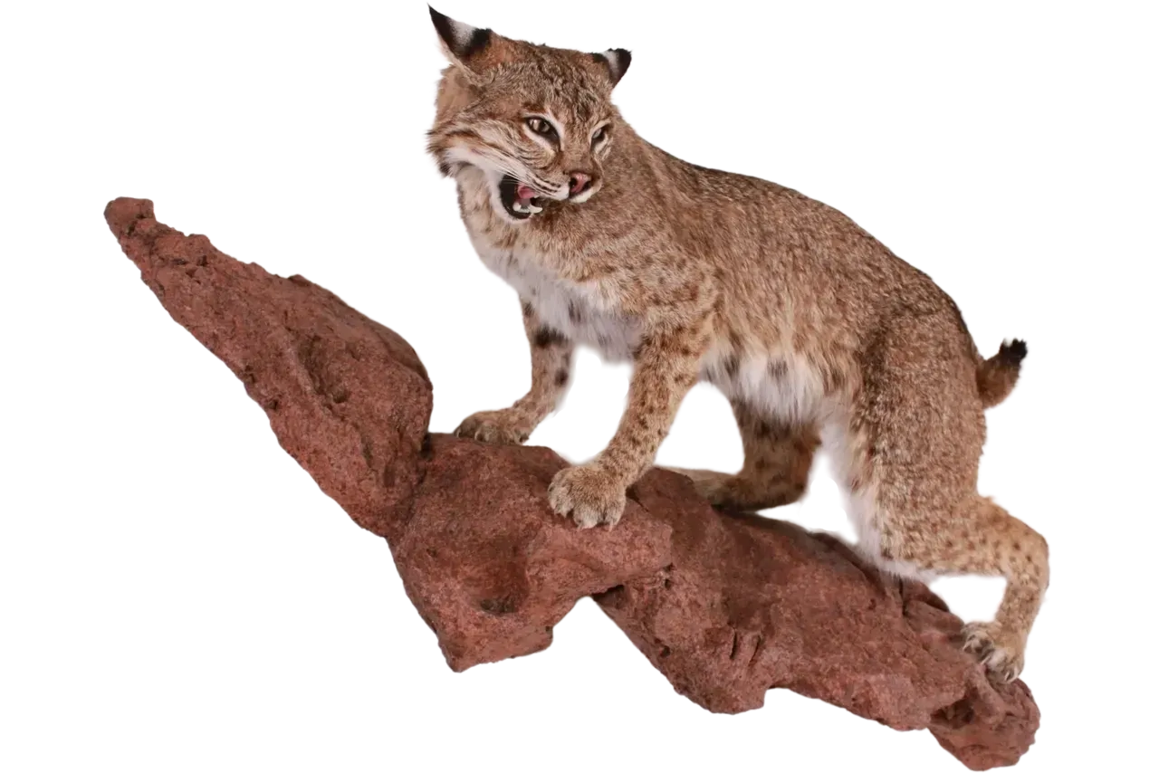 Bobcat Full Body Life Size