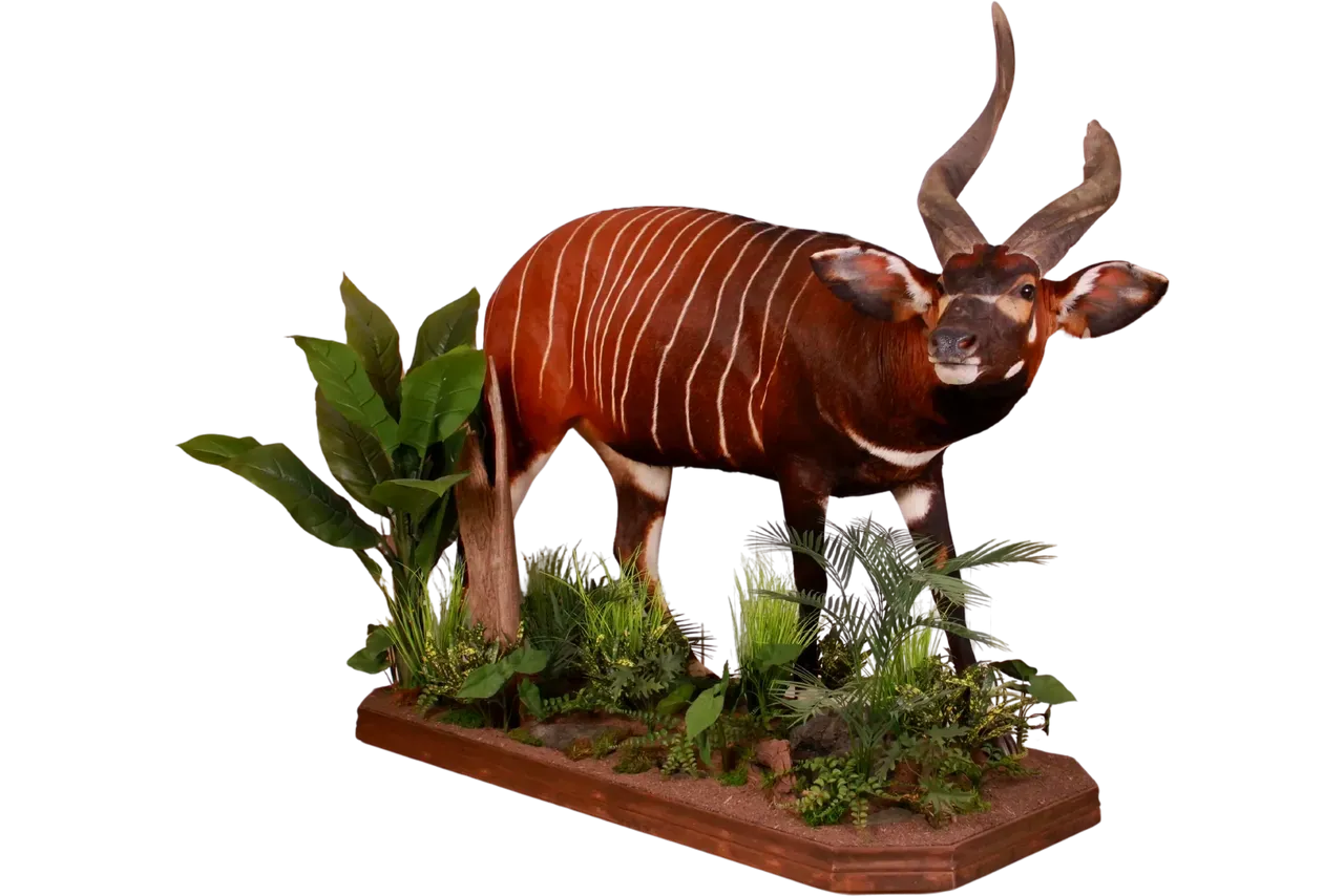 Bongo Life Size Full Mount