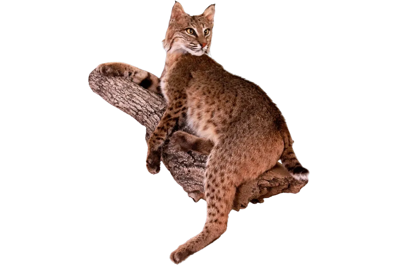 Bobcat Life Size Mount