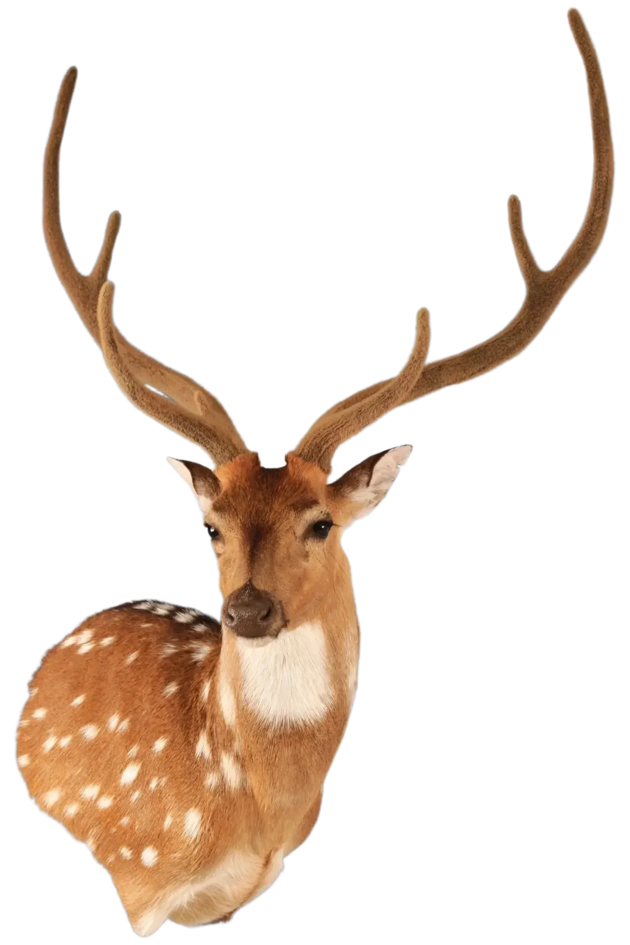 Axis Deer Shoulder Mount
