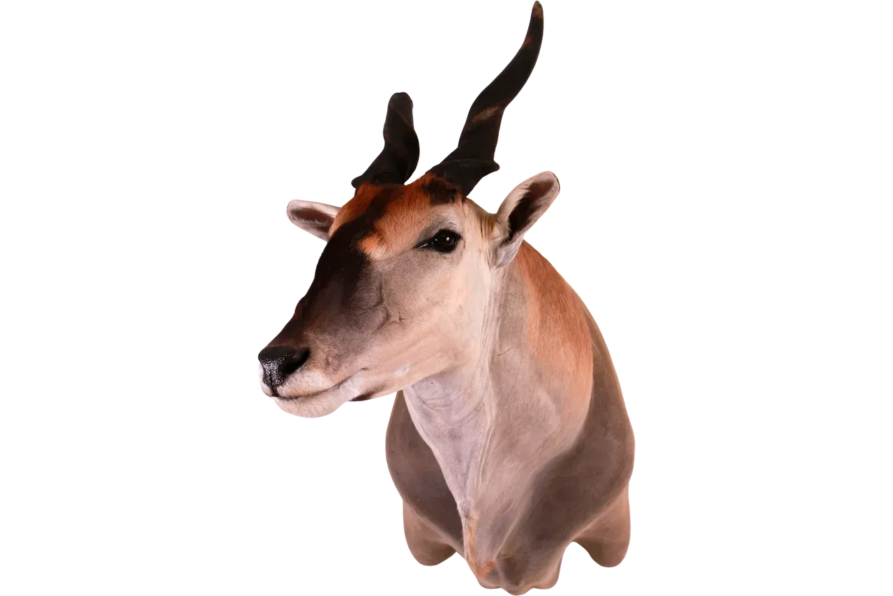 Eland Shoulder Mount