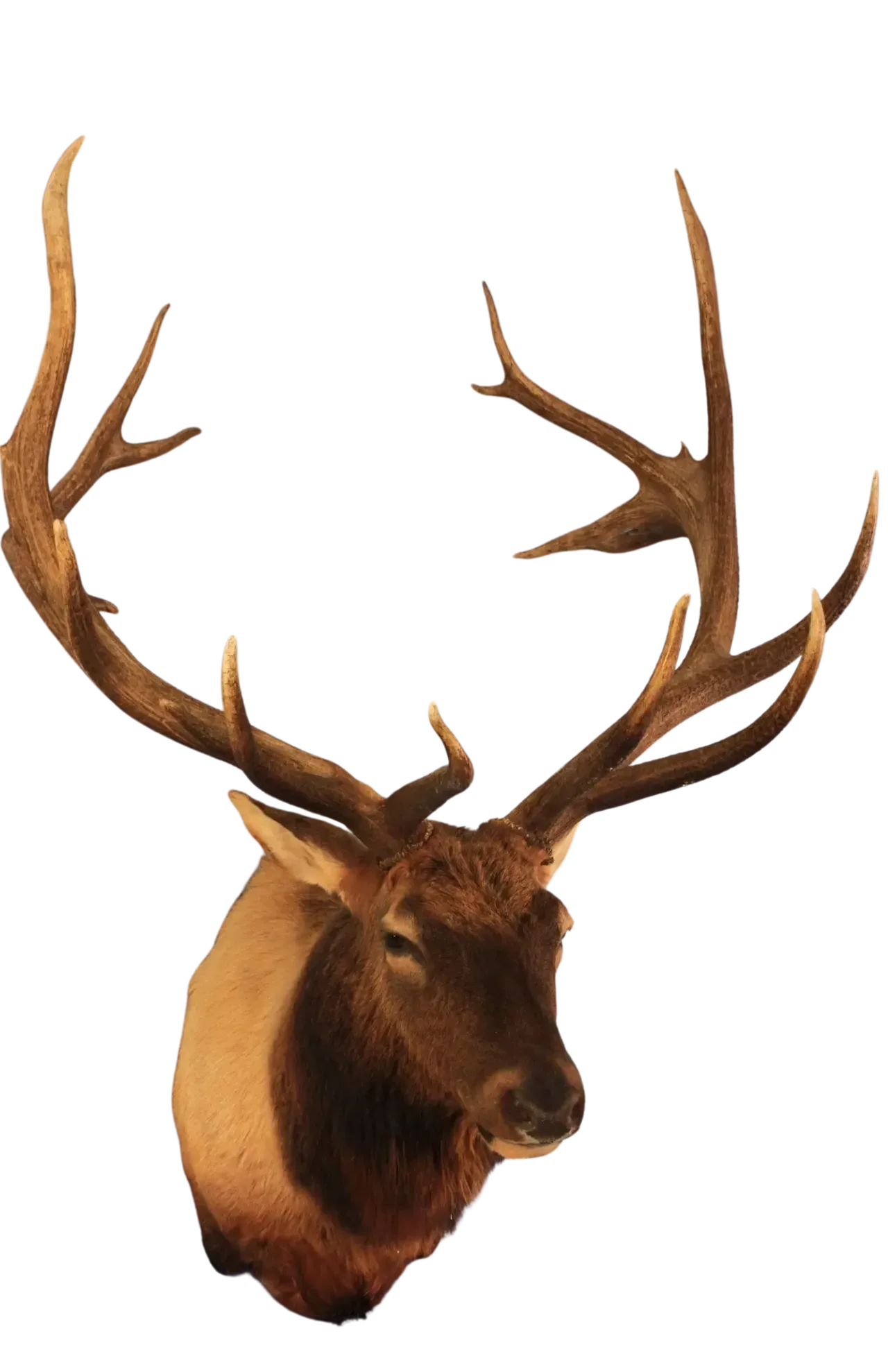 Elk Shoulder Mount